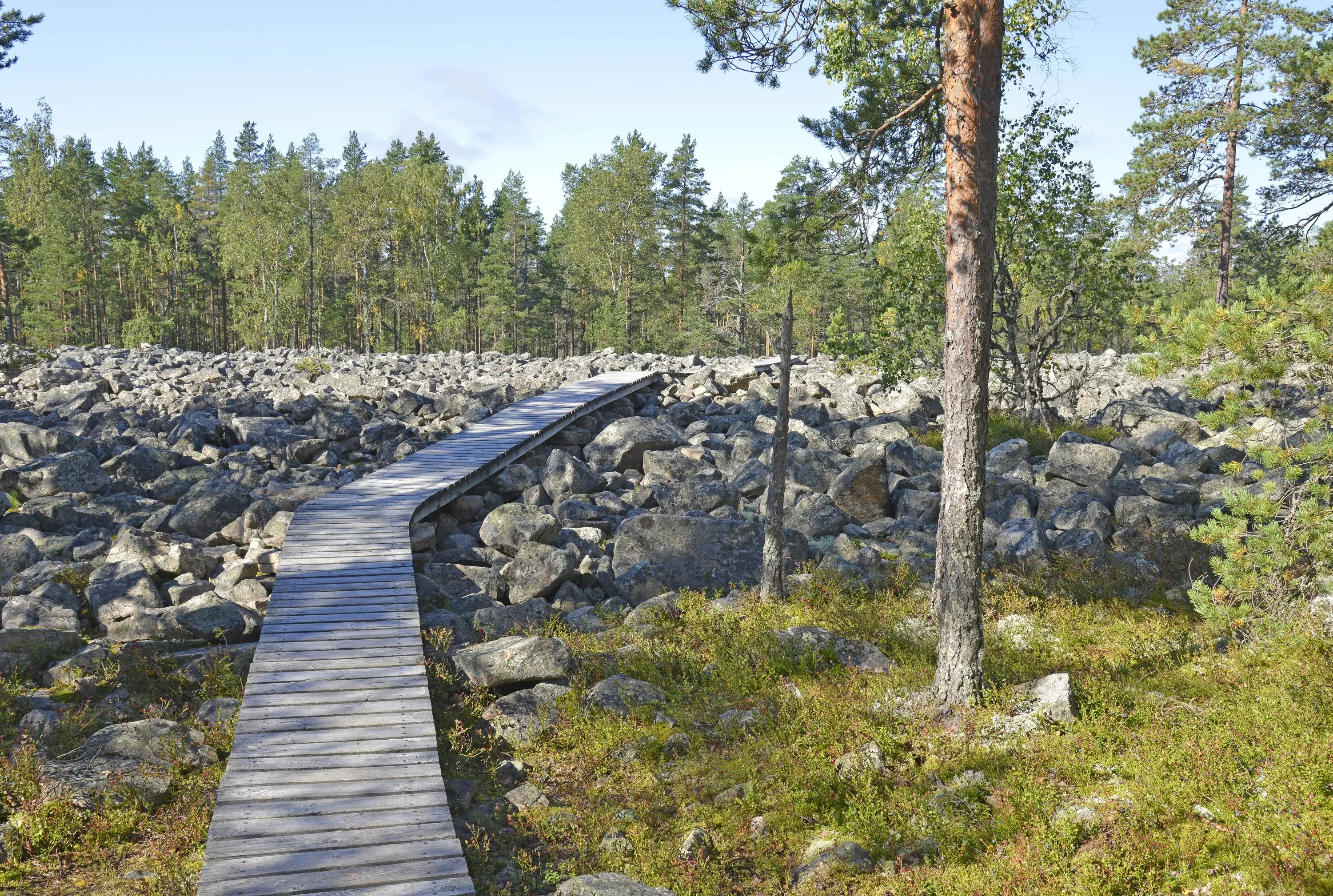 Image: Terttu Hermansson A duckboard trail over a rocky area. The boulder field is surrounded by a summery forest.