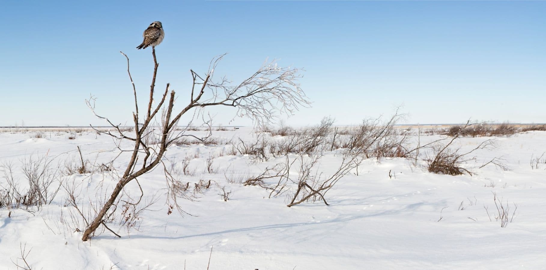 Bild: Mika Honkalinna En uggla sitter på toppen av ett litet träd på en öppen snöig äng.