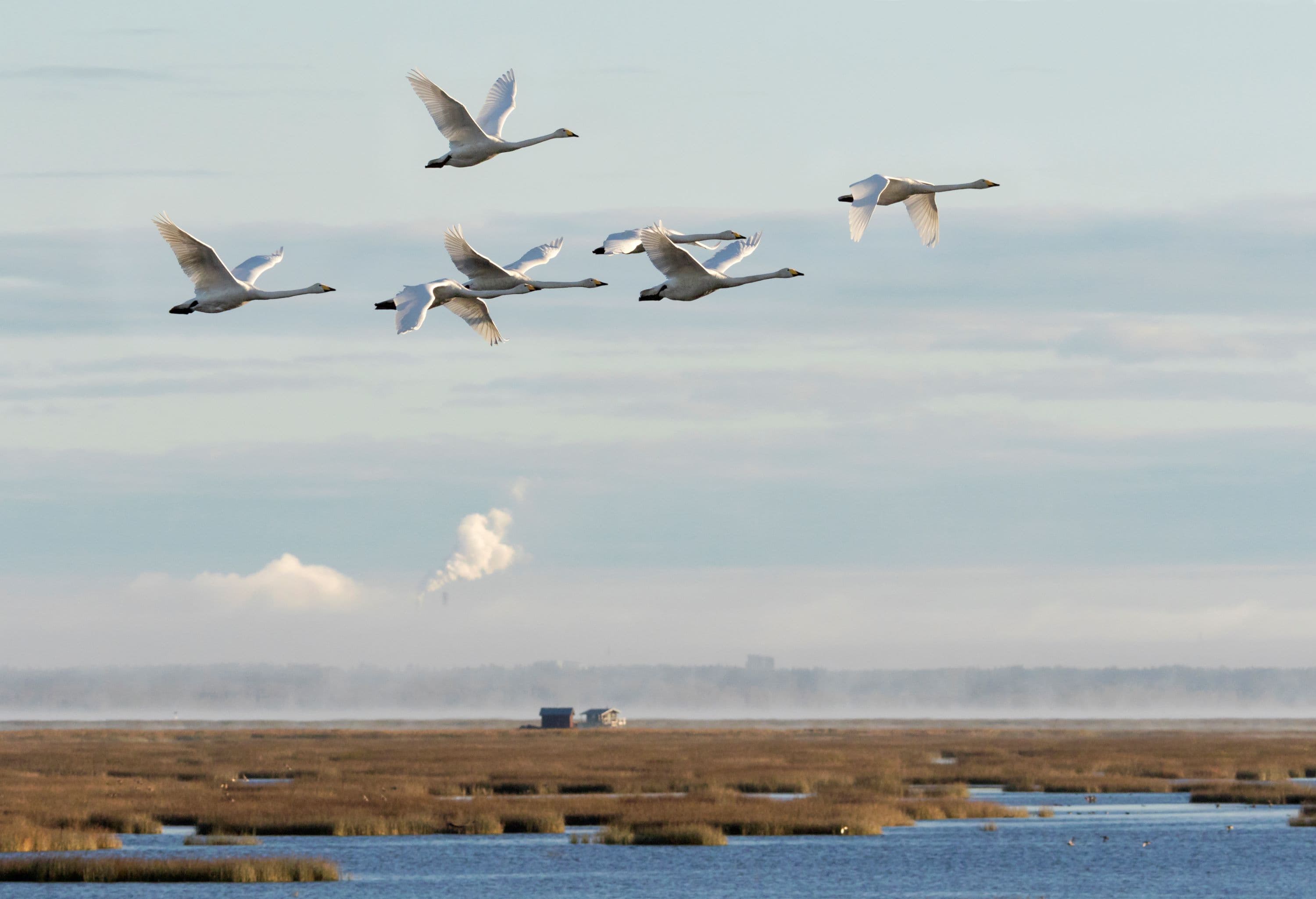 Bild: Mika Honkalinna Svanar flyger över den vassiga havsviken.