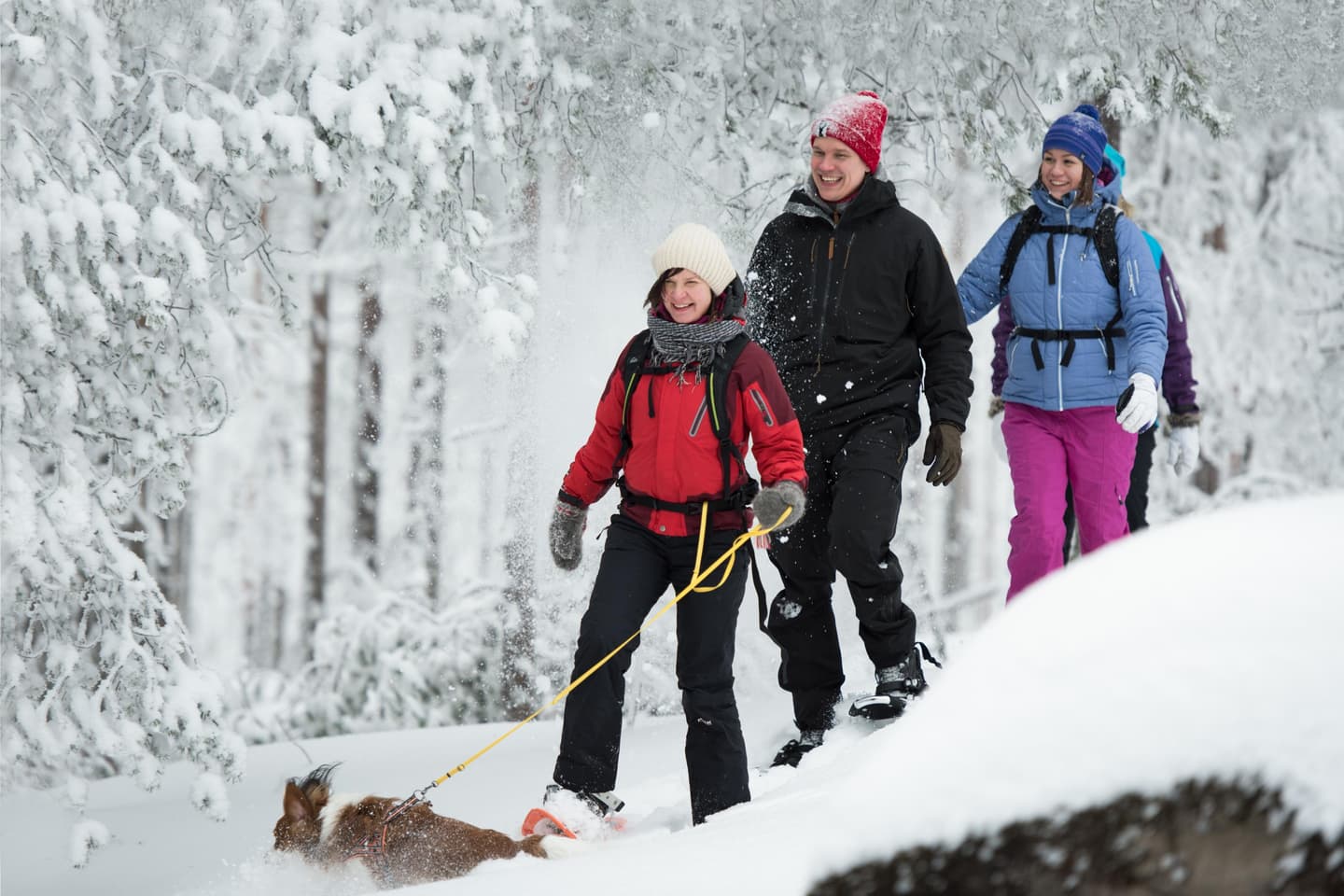 Bild: Eeva Mäkinen Fyra vandrare går med snöskor i en vintrig skog. Den främsta snöskovandraren leder en hund.