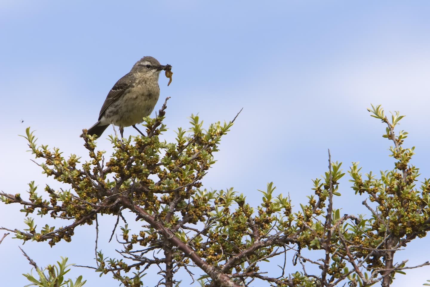 Image: Timo Nieminen. A small bird is sitting on a juniper branch. The bird has a worm in its beak.