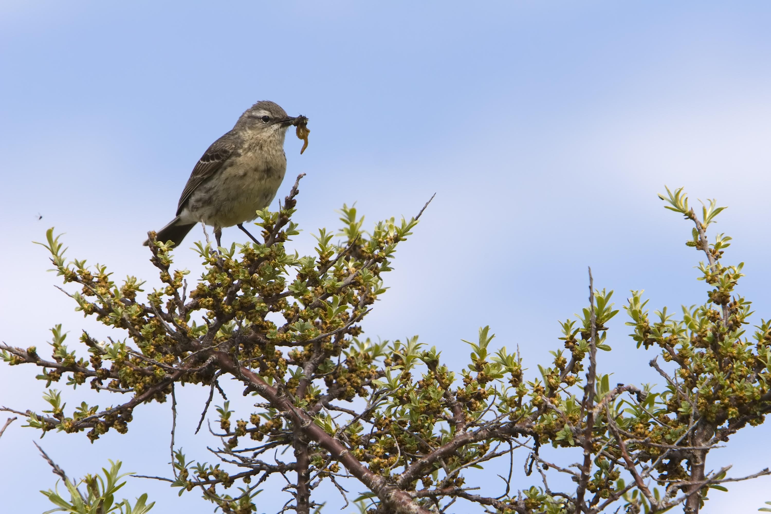 Kuva: Timo Nieminen. Pieni lintu istuu katajanoksalla. Linnulla on mato nokassaan.