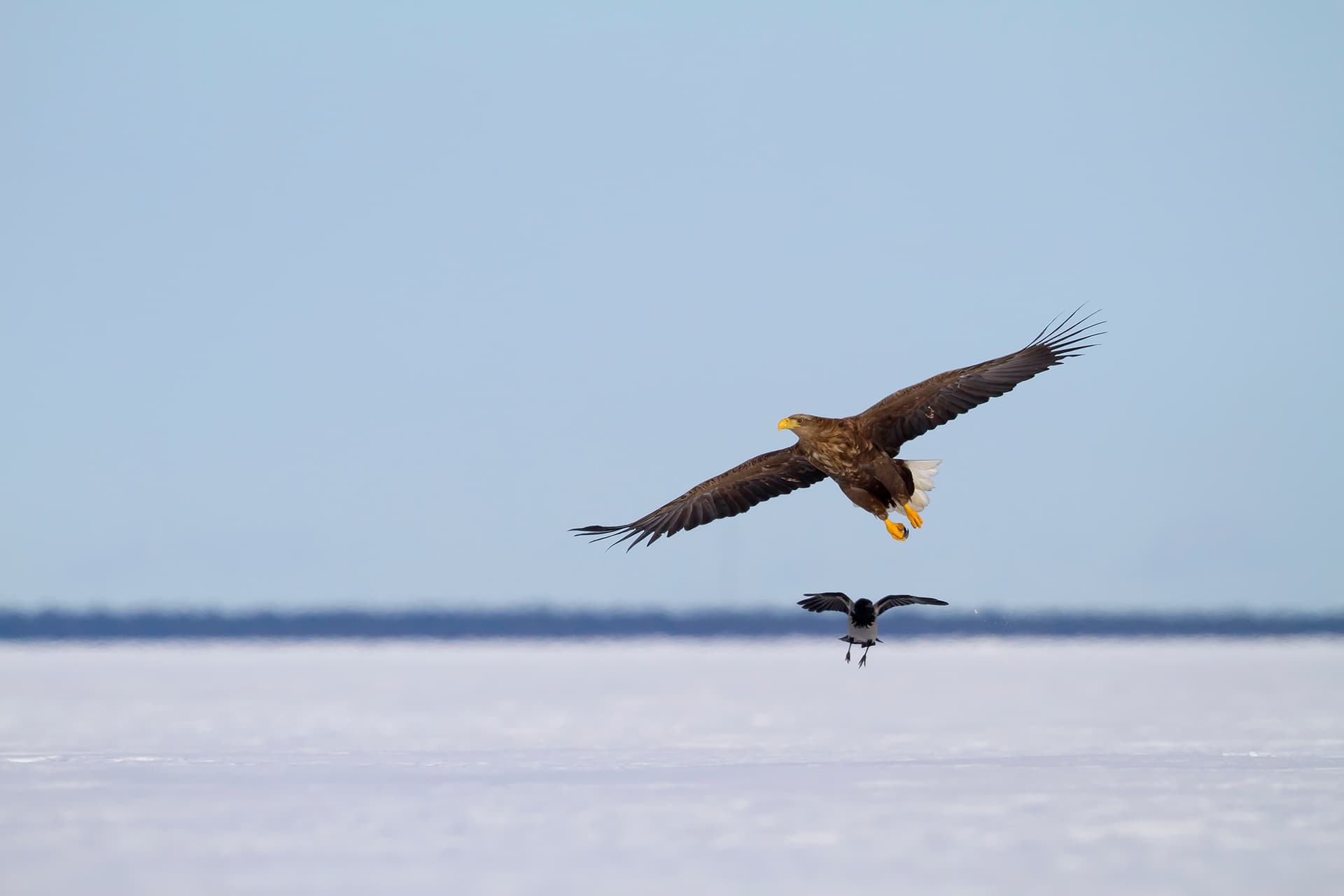 Bild: Erkki Toppinen En havsörn och en kråka på isen i sen vinter.