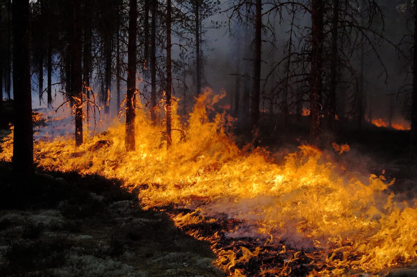 Image: Heikki Räsänen The forest fire has spread widely across the dark forest.