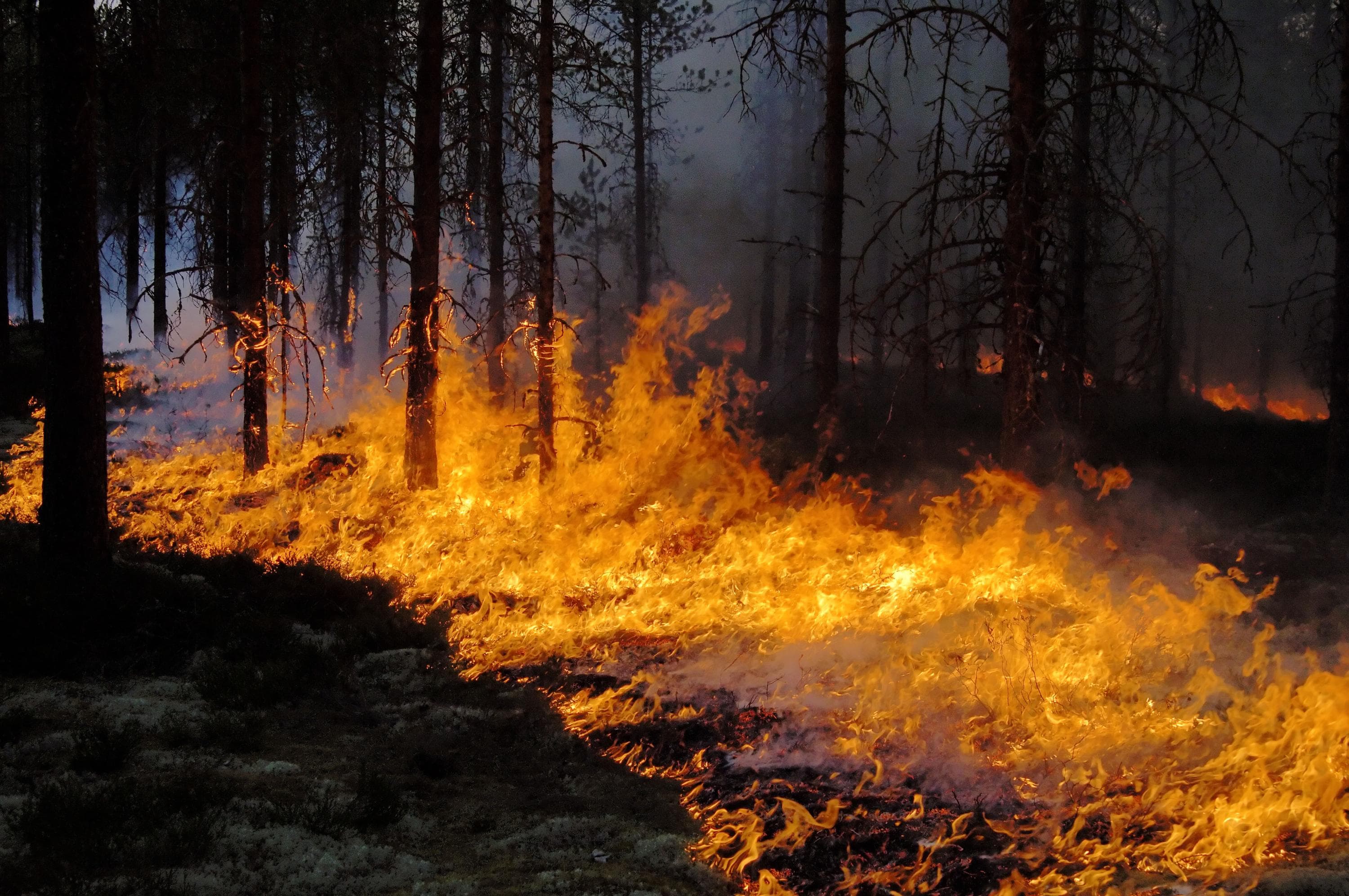 Bild: Heikki Räsänen Metsäpalo on levinnyt laajalti ympäri pimeää metsää.