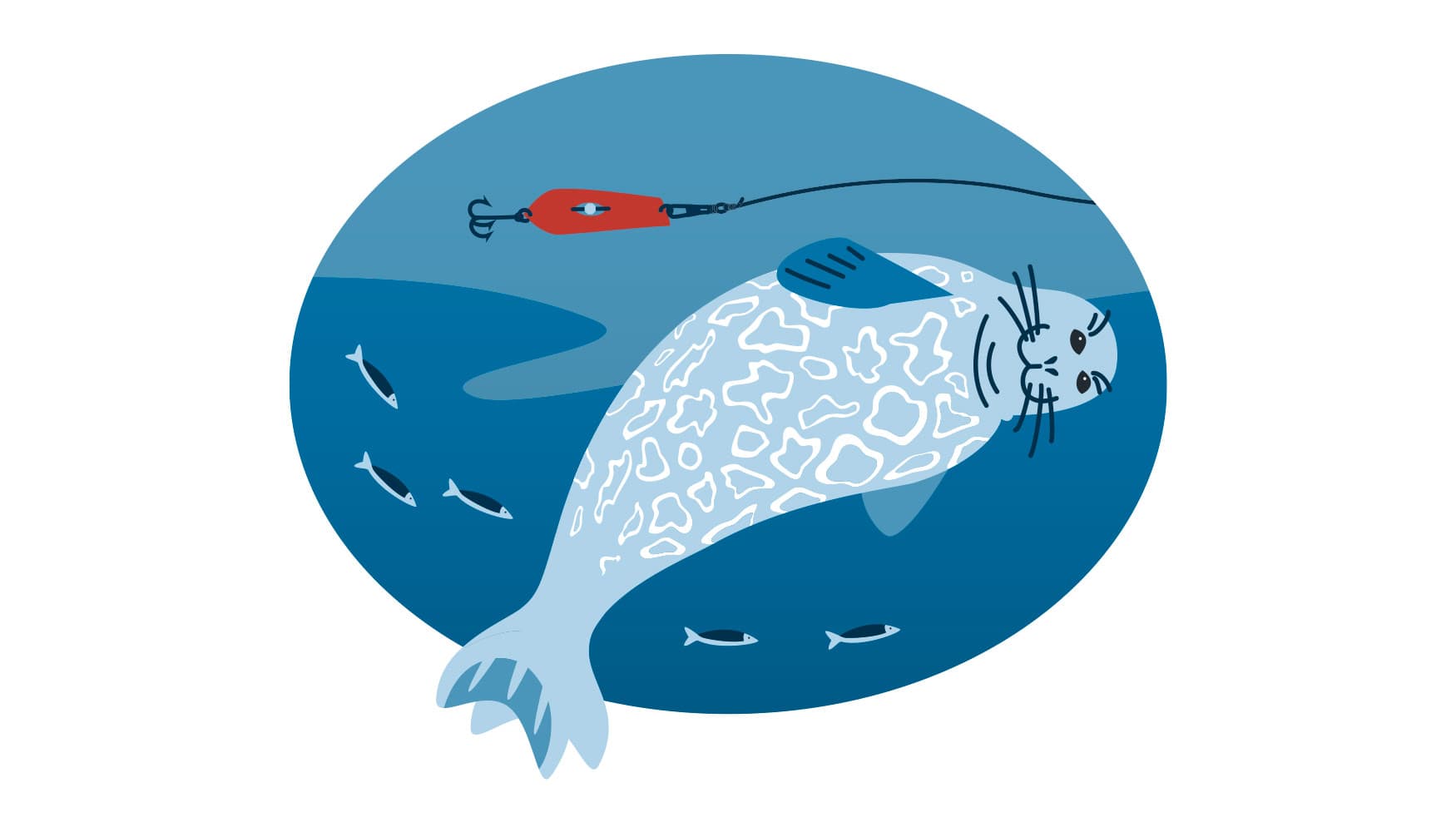 Bild: Anna Pakkanen Norppa liikkuu veden alla. Norpan lähellä on viehe siiman päässä.