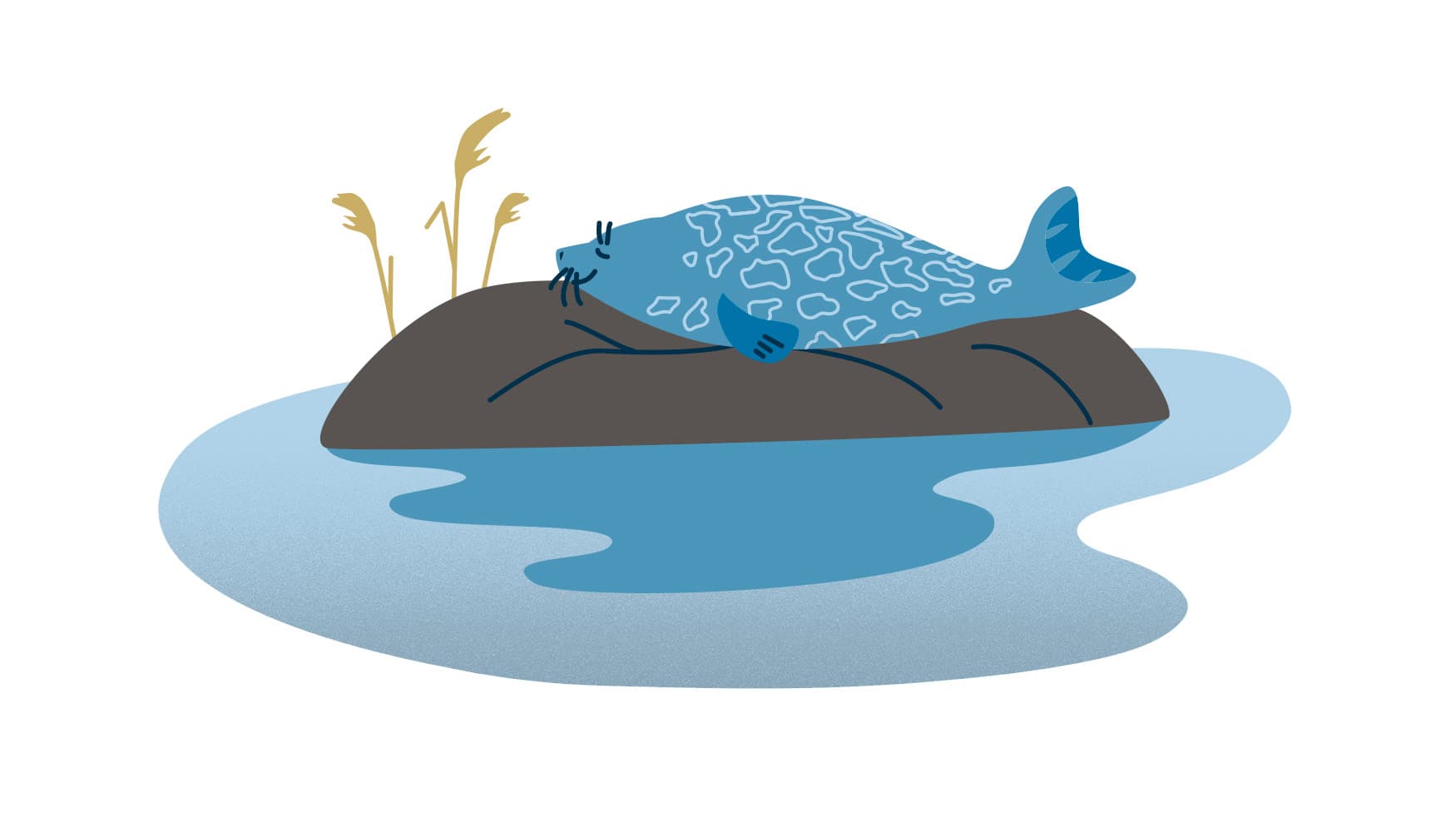 Bild: Anna Pakkanen Norppa on kivellä