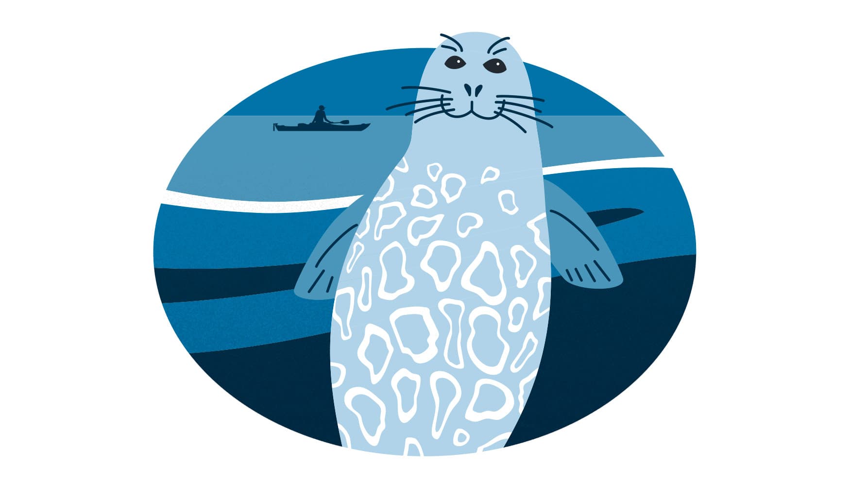 Bild: Anna Pakkanen Norppa kurkistaa veden pinnalta. Kaukana liikkuu soutaja.