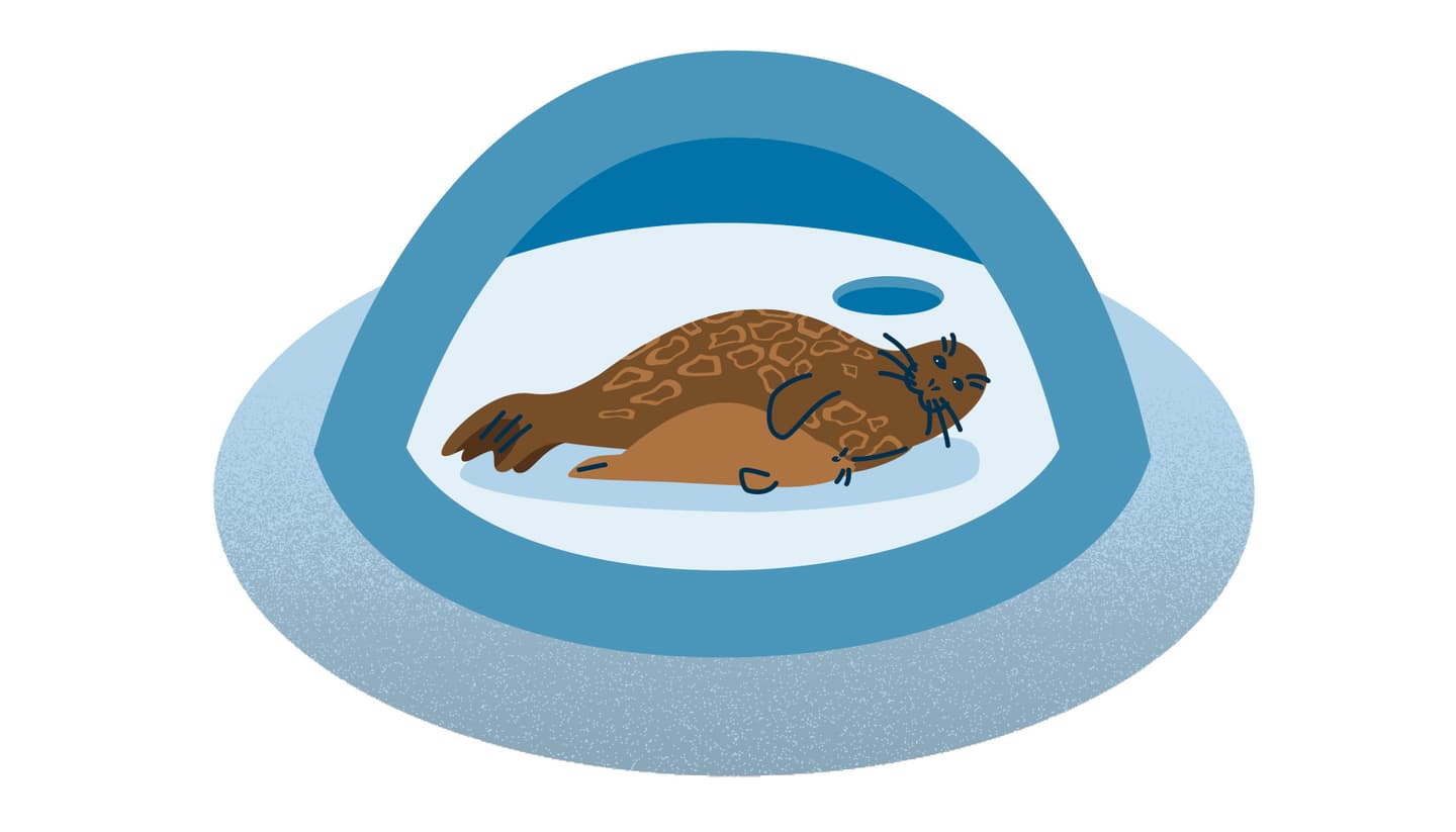 Image: Anna Pakkanen Norppa on pesässään