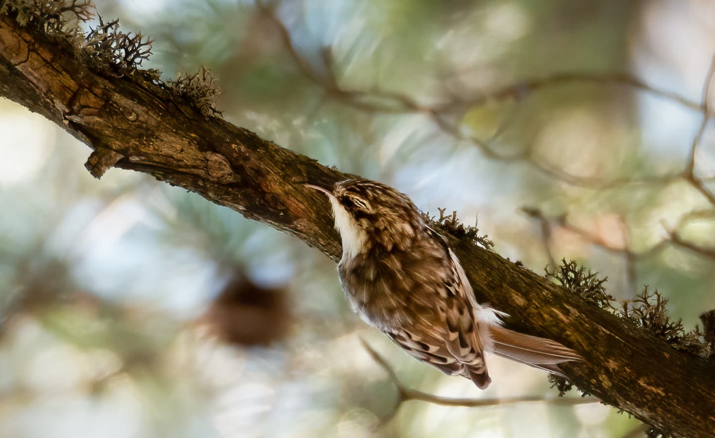 Image: Jarno Laitinen An Eurasian treecreeper (Certhia familiaris) climbing on a branch.