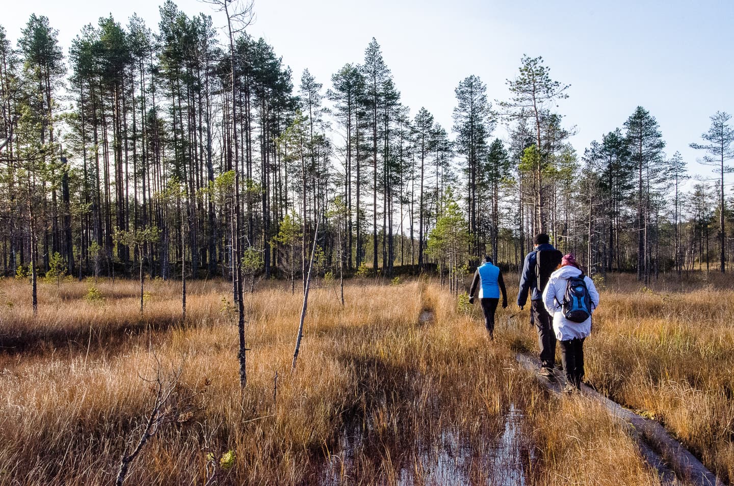 Vandrare på spänger genom en myr i Salamajärvi nationalpark