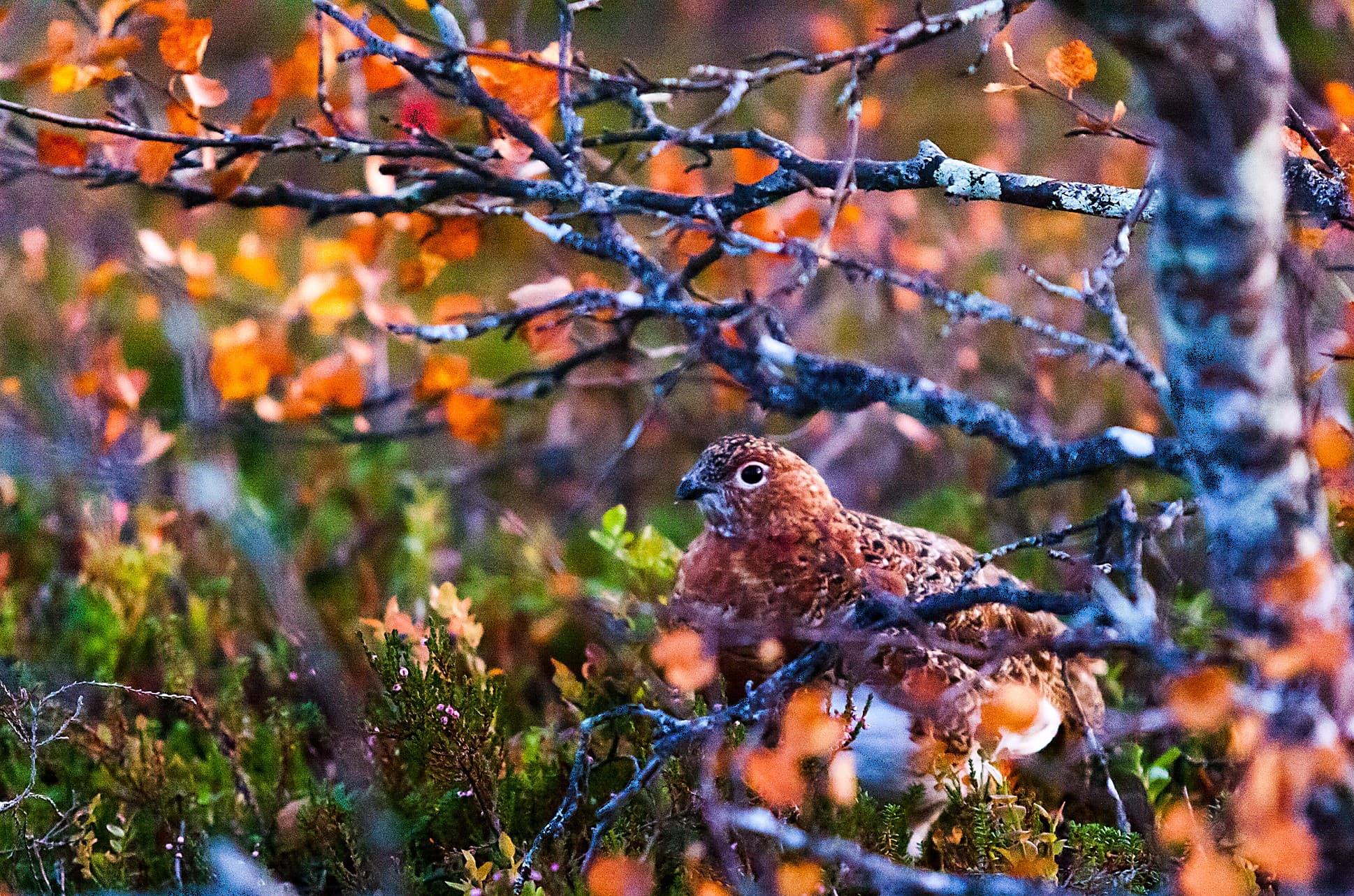 Kuva: Kornel-Szentmiklosi_Nagy Lintu varvikon keskellä ruska-aikaan.