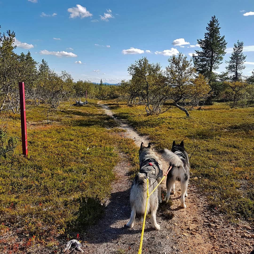 Image: Juho Niemelä The dogs walk on leashes along the path. There are a few clouds in the sky, and the sun shines from the side.