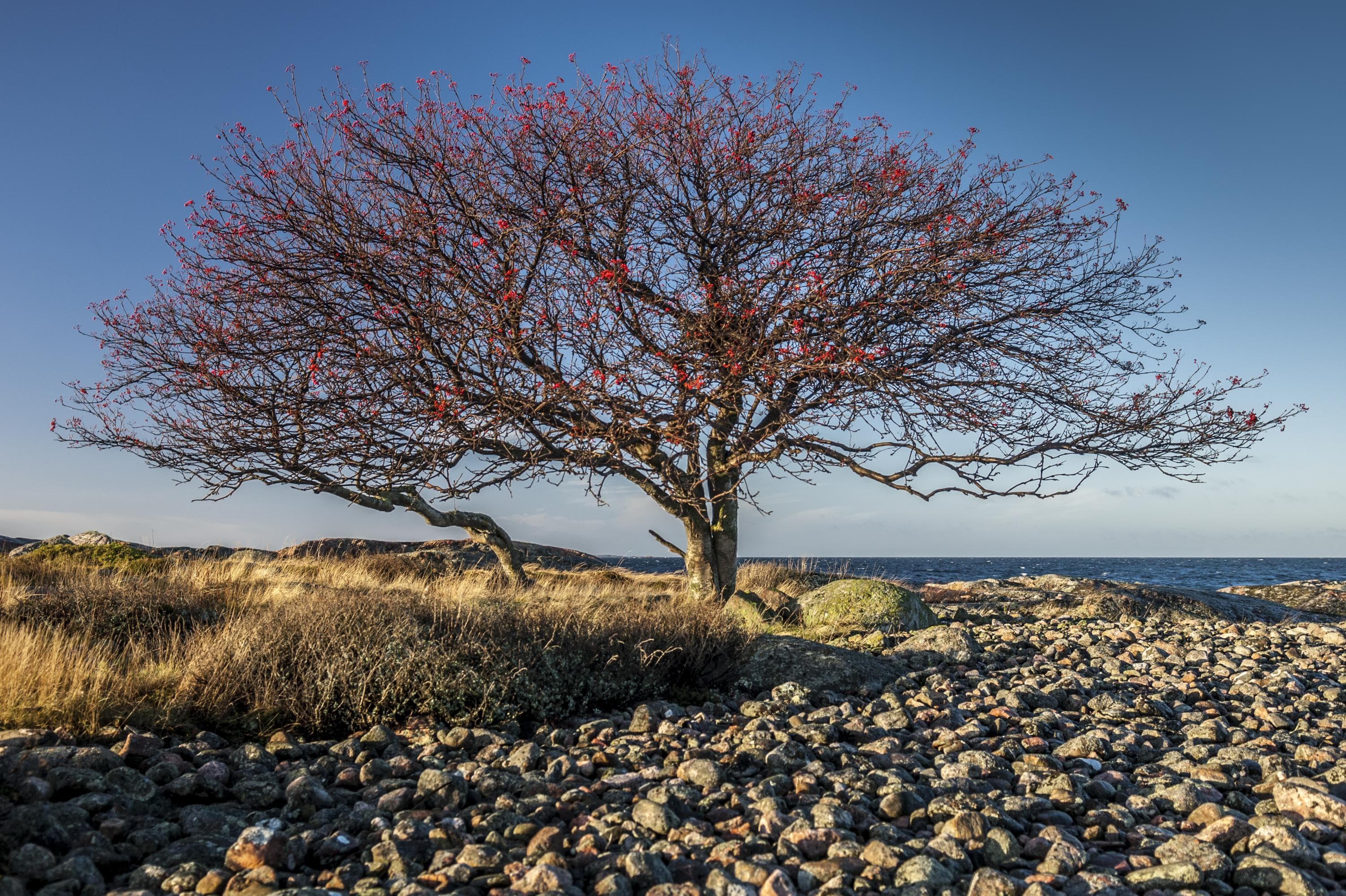 Image: Jari Hakala/Vastavalo A wide tree with red berries, on a rocky and grassy seashore.