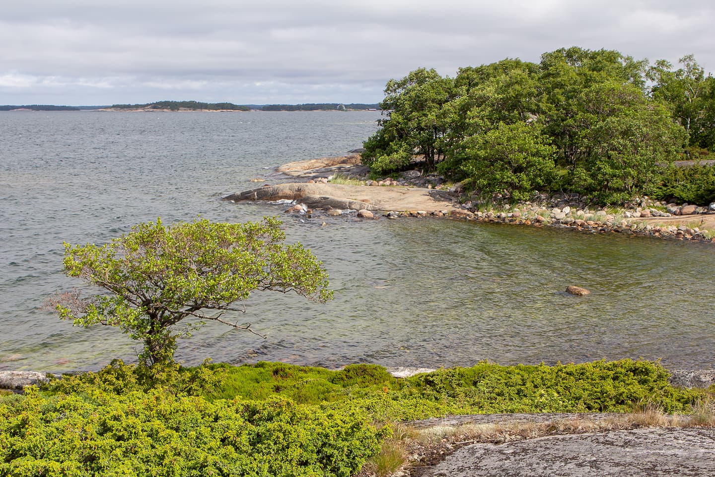 Image: Jari Kostet Seashore with rock, trees and low vegetation. Sea and seashore in the background.