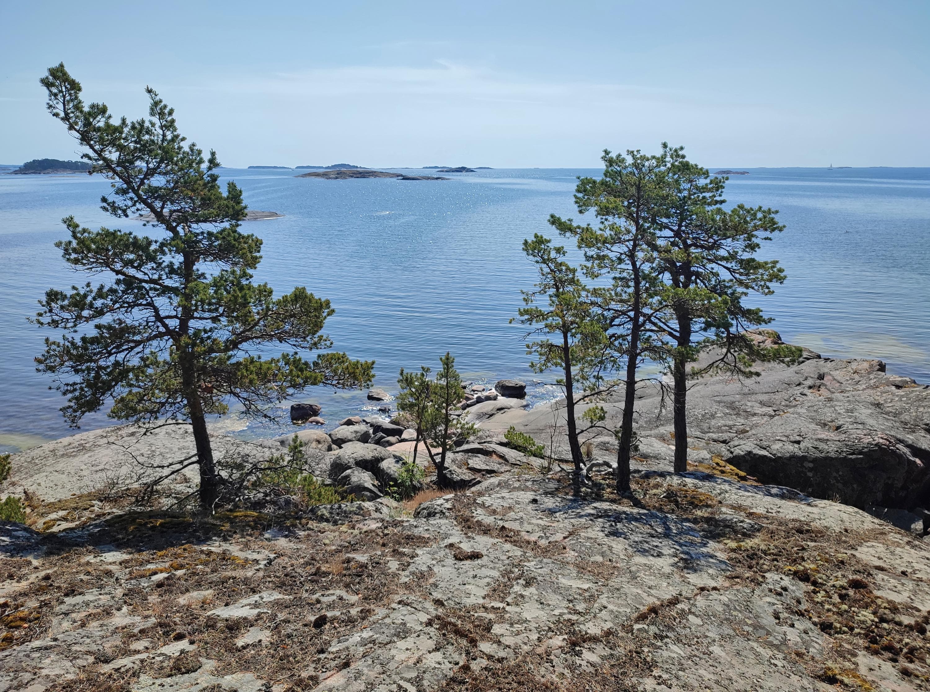 Kuva: Jussi Helimäki Kallio jossa kaksi pientä mäntyä, taustalla avomeri.