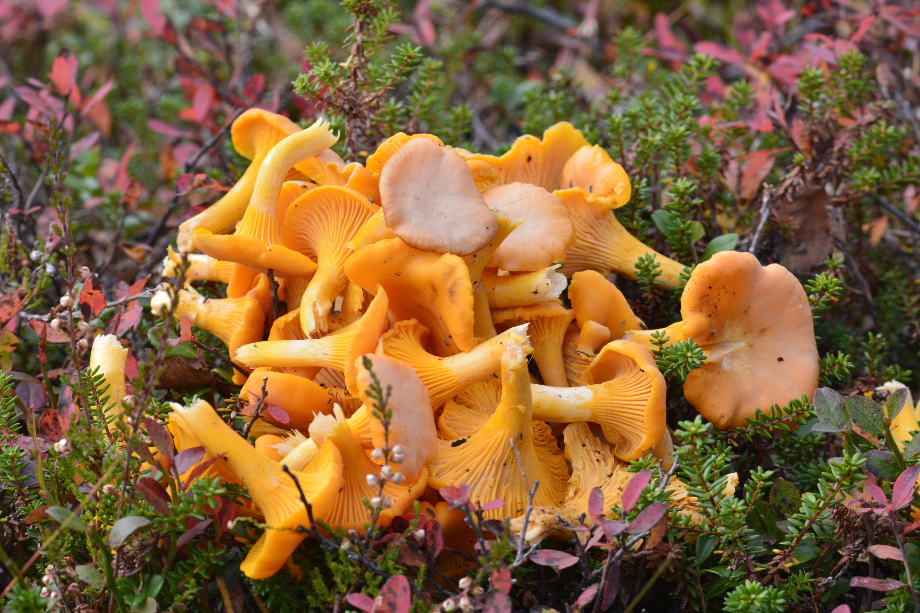 Kuva: Saara Airaksinen Keko kantarellejä variksenmarjamättäällä.