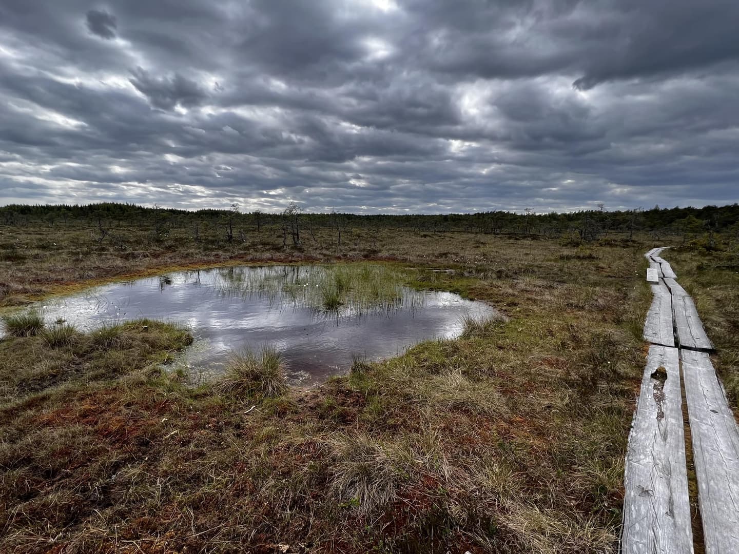 Spång genom Valkmusas myrlandskap