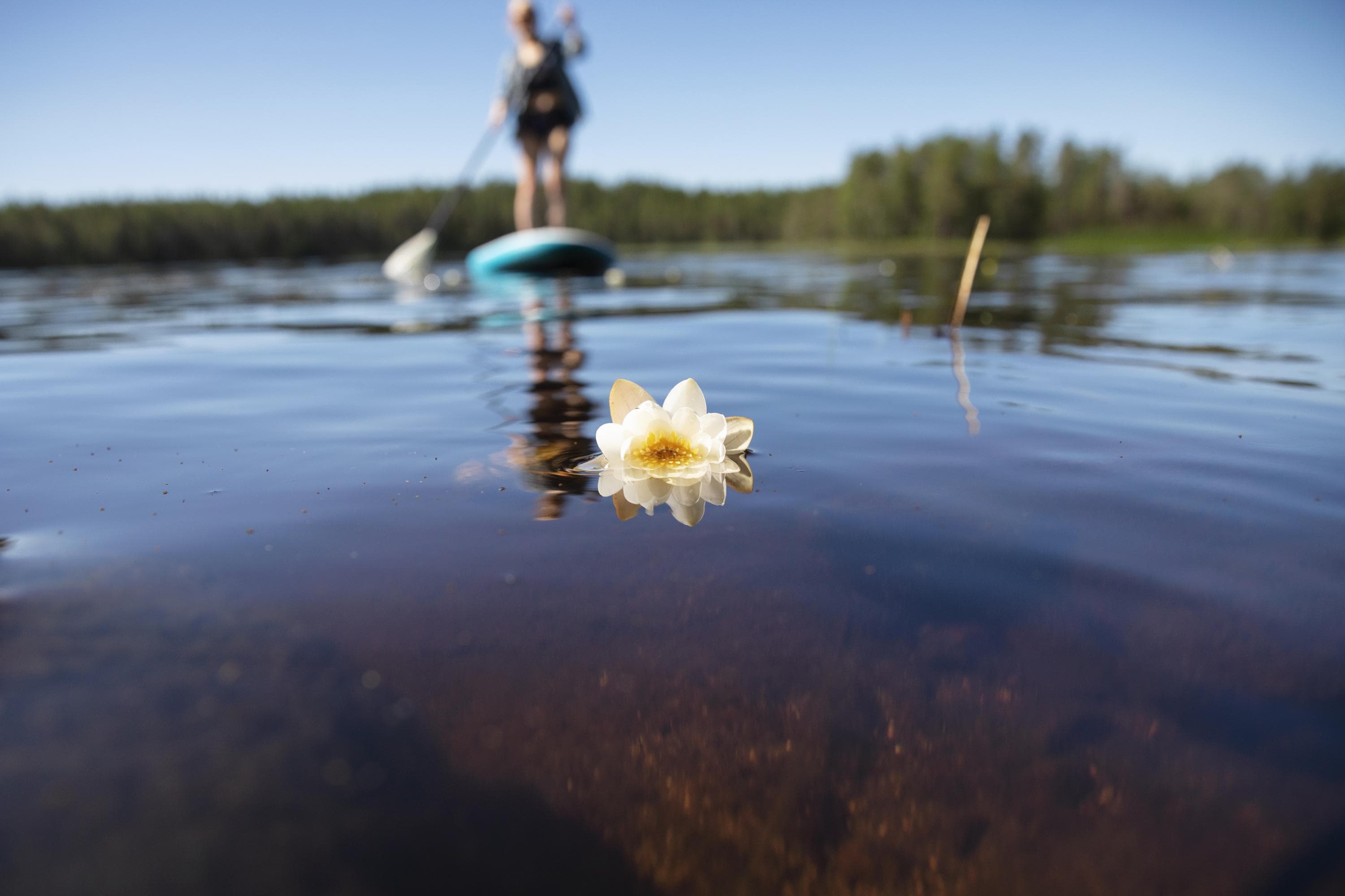 En paddlare på en sommardag på sjön.