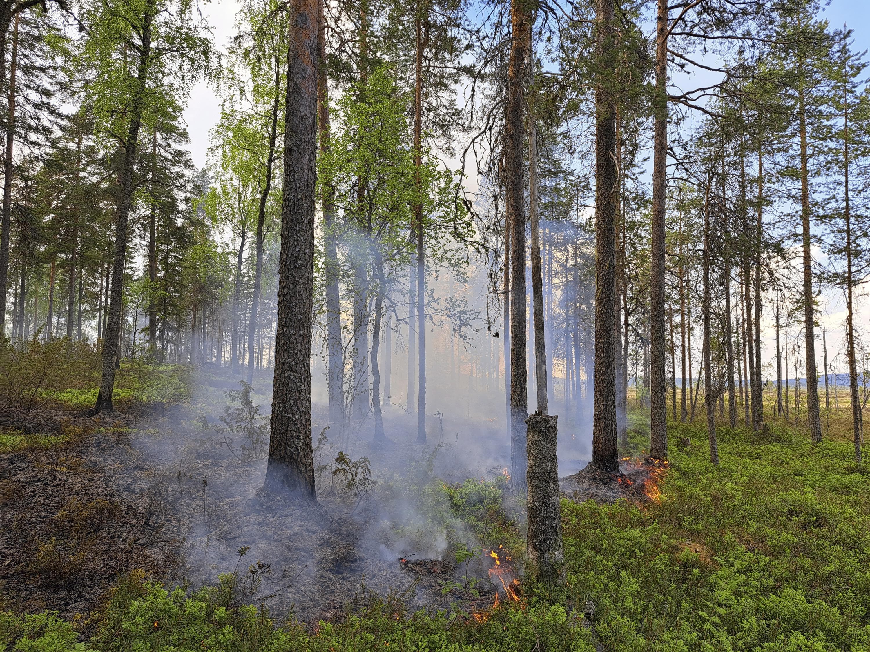 Kuva: Maarit Similä Maasto palaa matalalla liekillä metsässä. Taustalla avosuota.