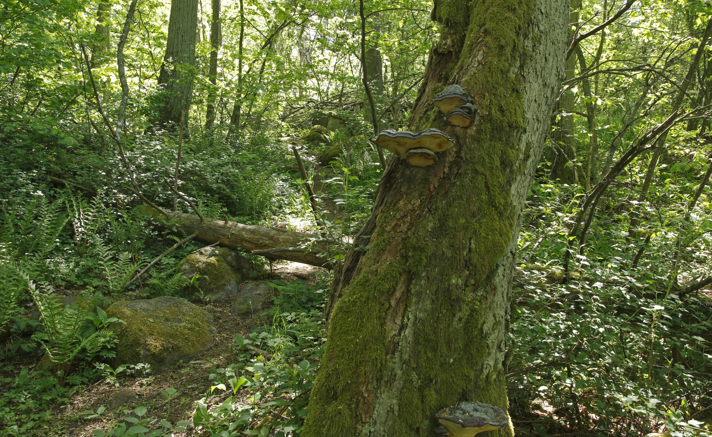 Bild: Jussi Helimäki Frodiga natur på sommaren.