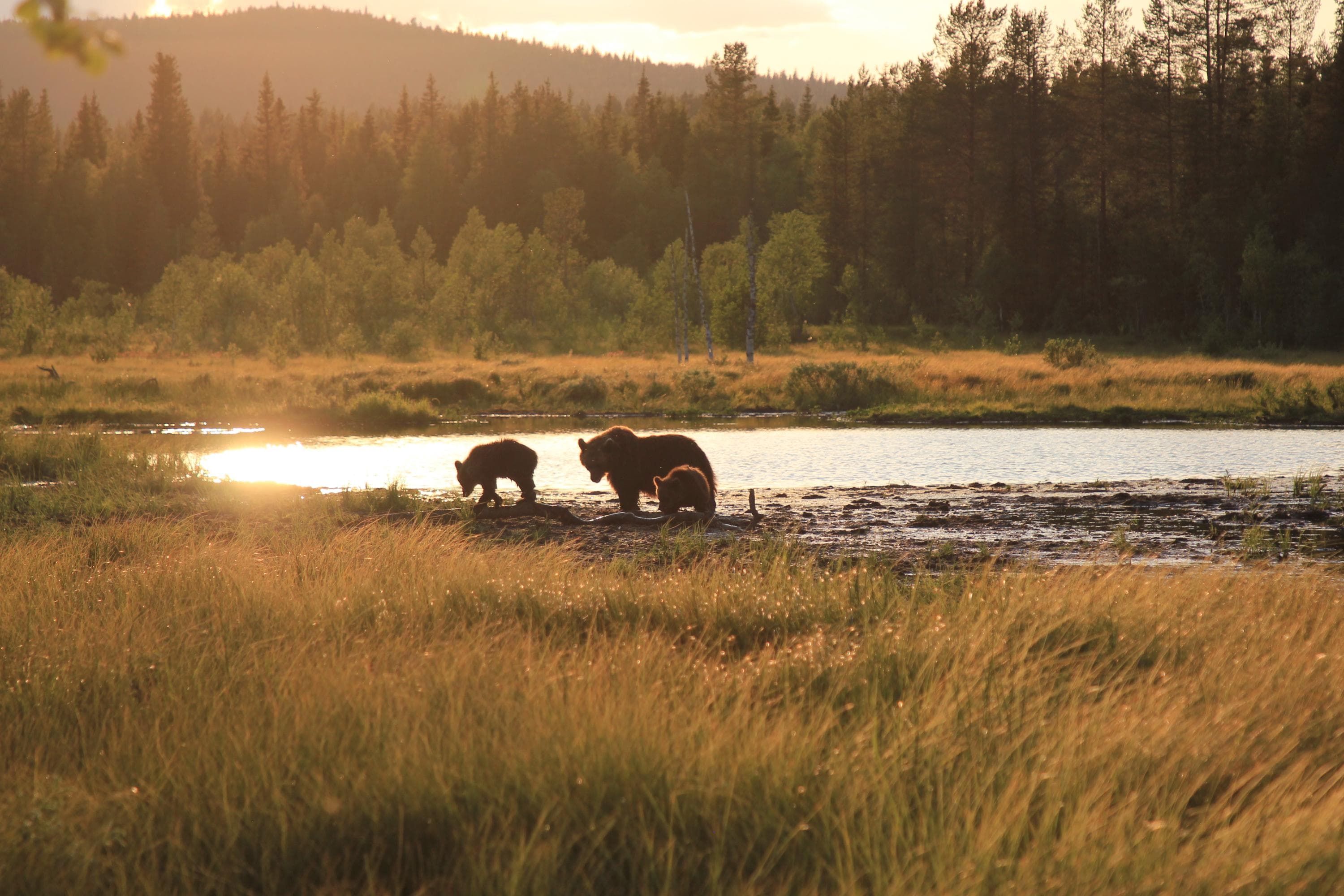 Kuva: Marjo Kämäräinen Karhu ja kaksi pentua metsälammen rannalla.