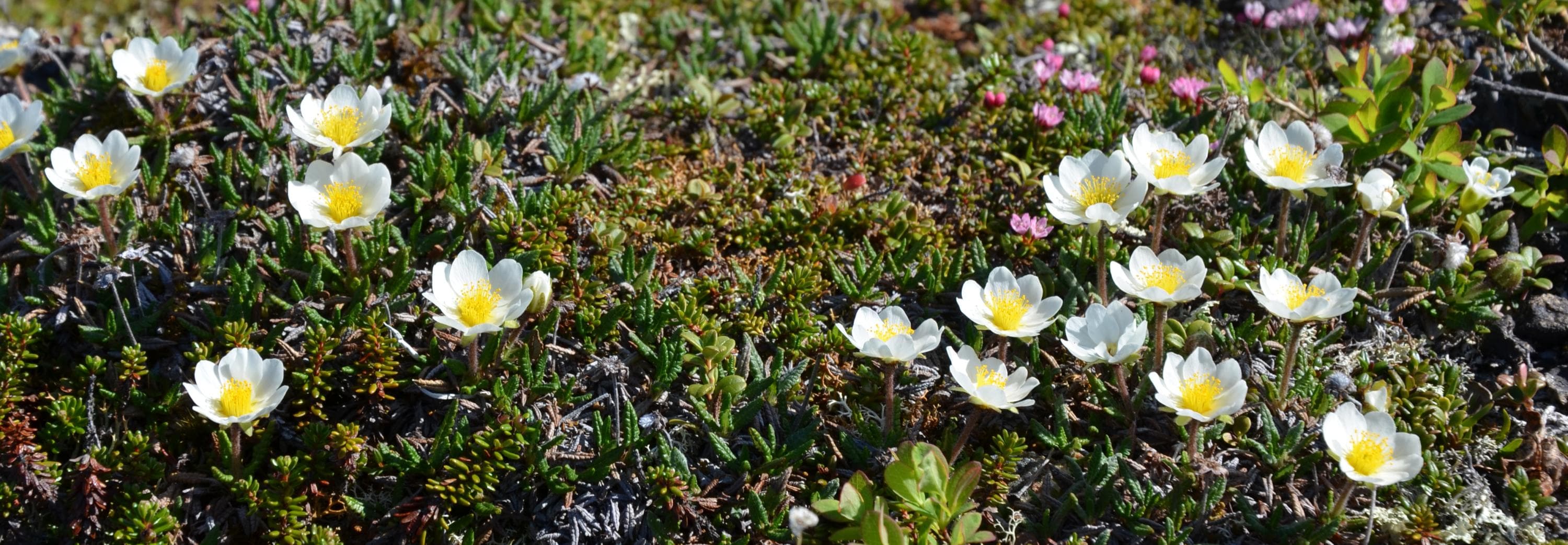 Image: Pasi Nivasalo White Arctic avens are blooming.