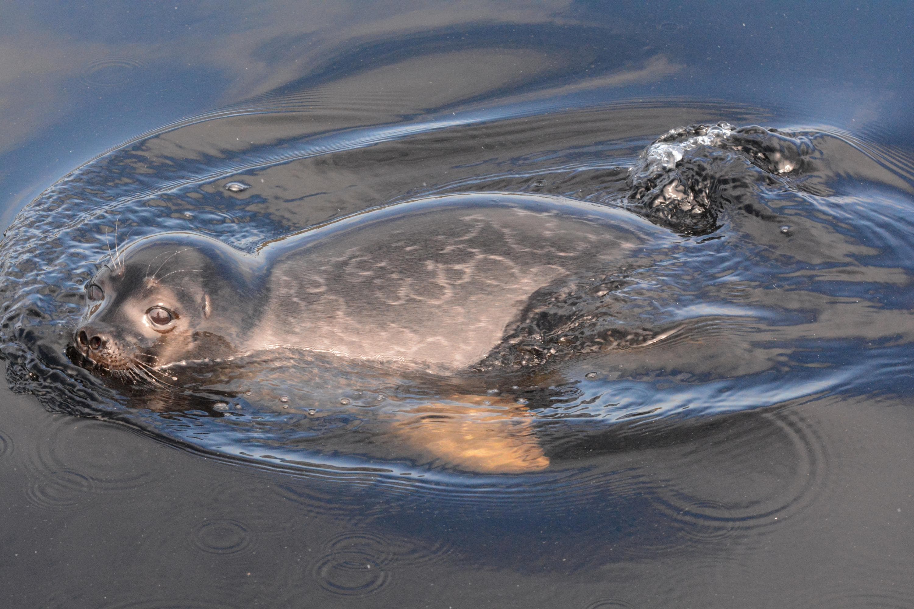 Kuva: Miina Auttila Saimaannorpan kuutti uimassa.