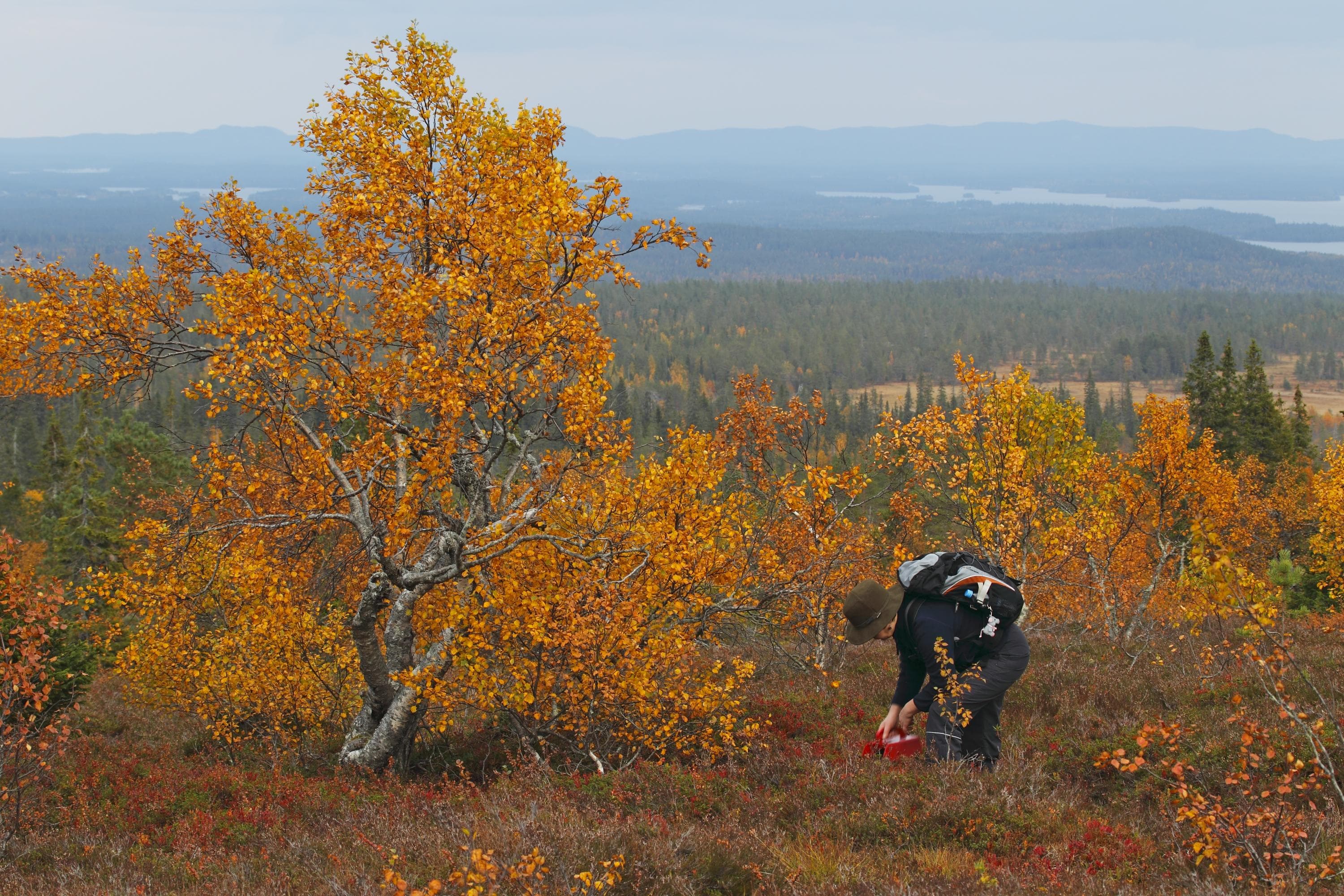 Kuva: Ismo Pekkarinen Marjastaja poimii marjoja syksyisessä tunturimaisemassa.