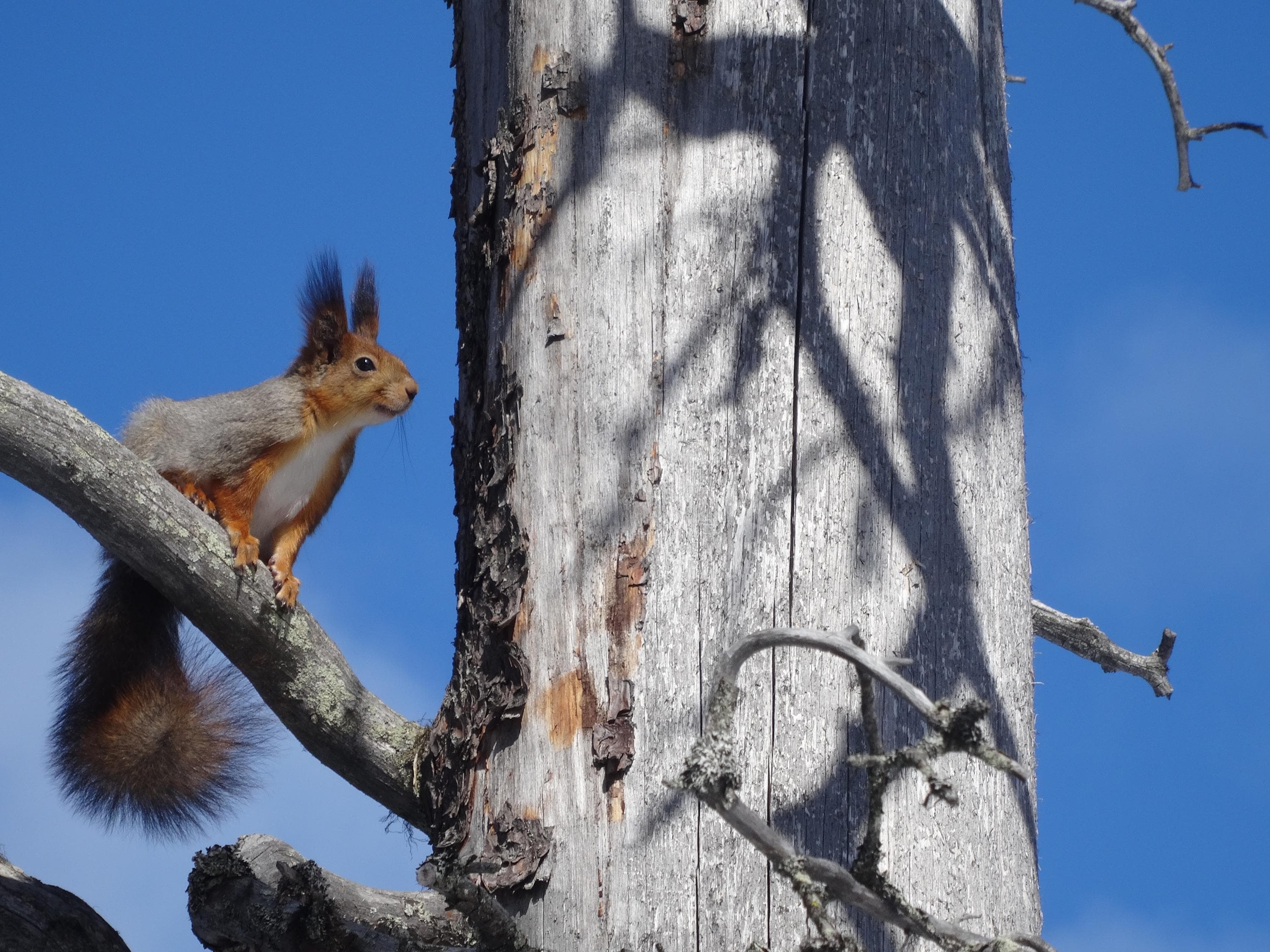 Image: Melodie Gagneux A squirrel on the branch of a snag.