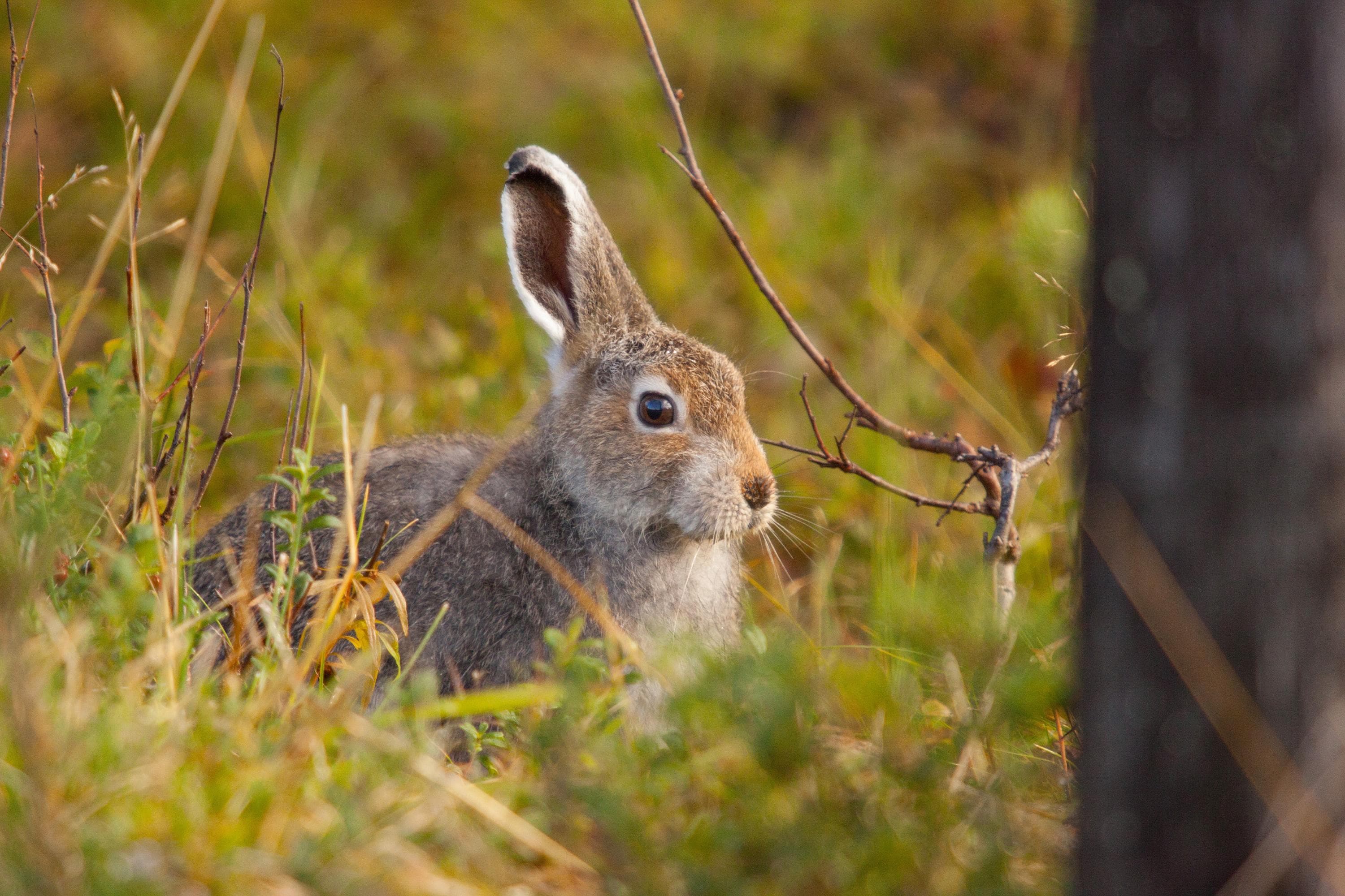 Kuva: Kornél Szentmiklósi-Nagy Ruskehtava jänis kesällä heinikossa korvat pystyssä. Aurinko paistaa.