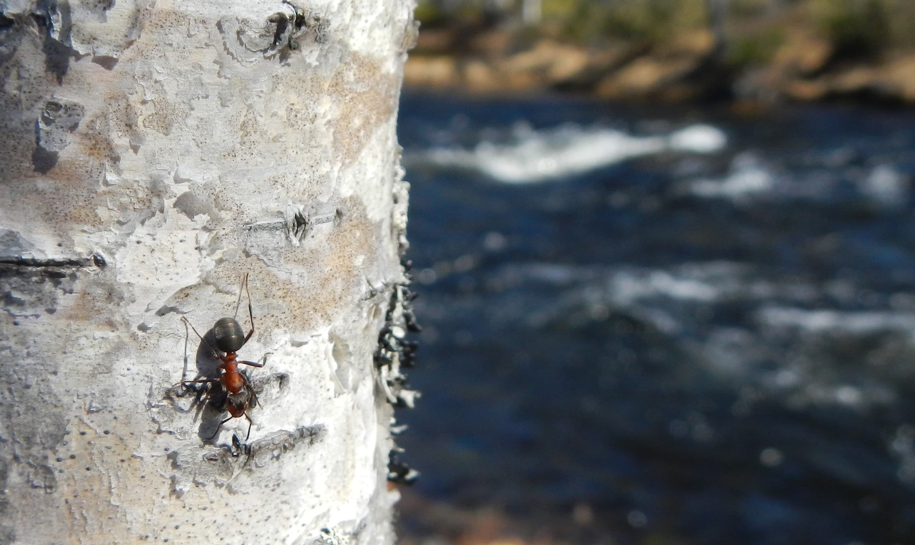 Kuva: Tapio Tynys Muurahainen koivun valkealla rungolla.