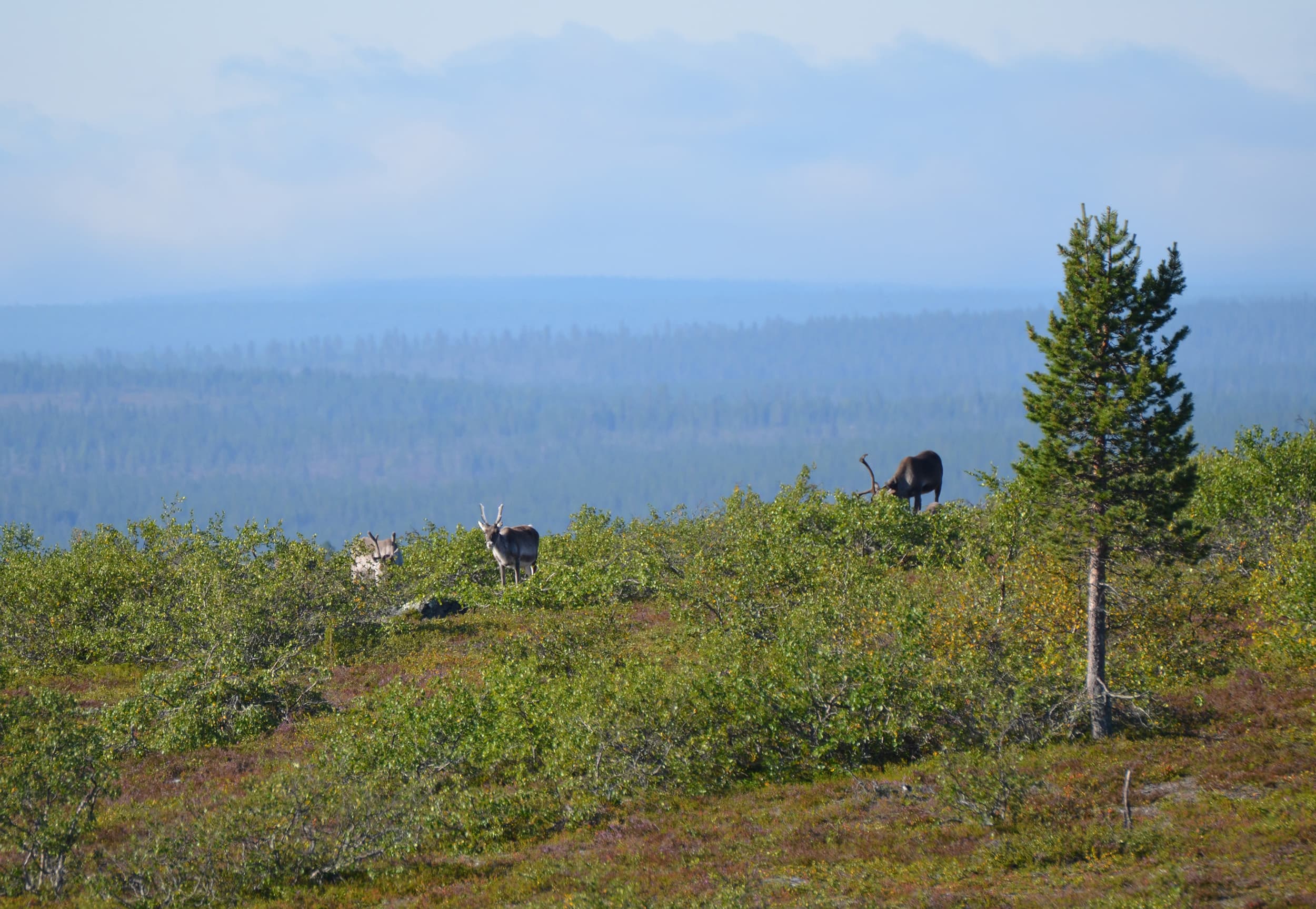 Image: Pasi Nivasalo Three reindeer on a fell in summer.