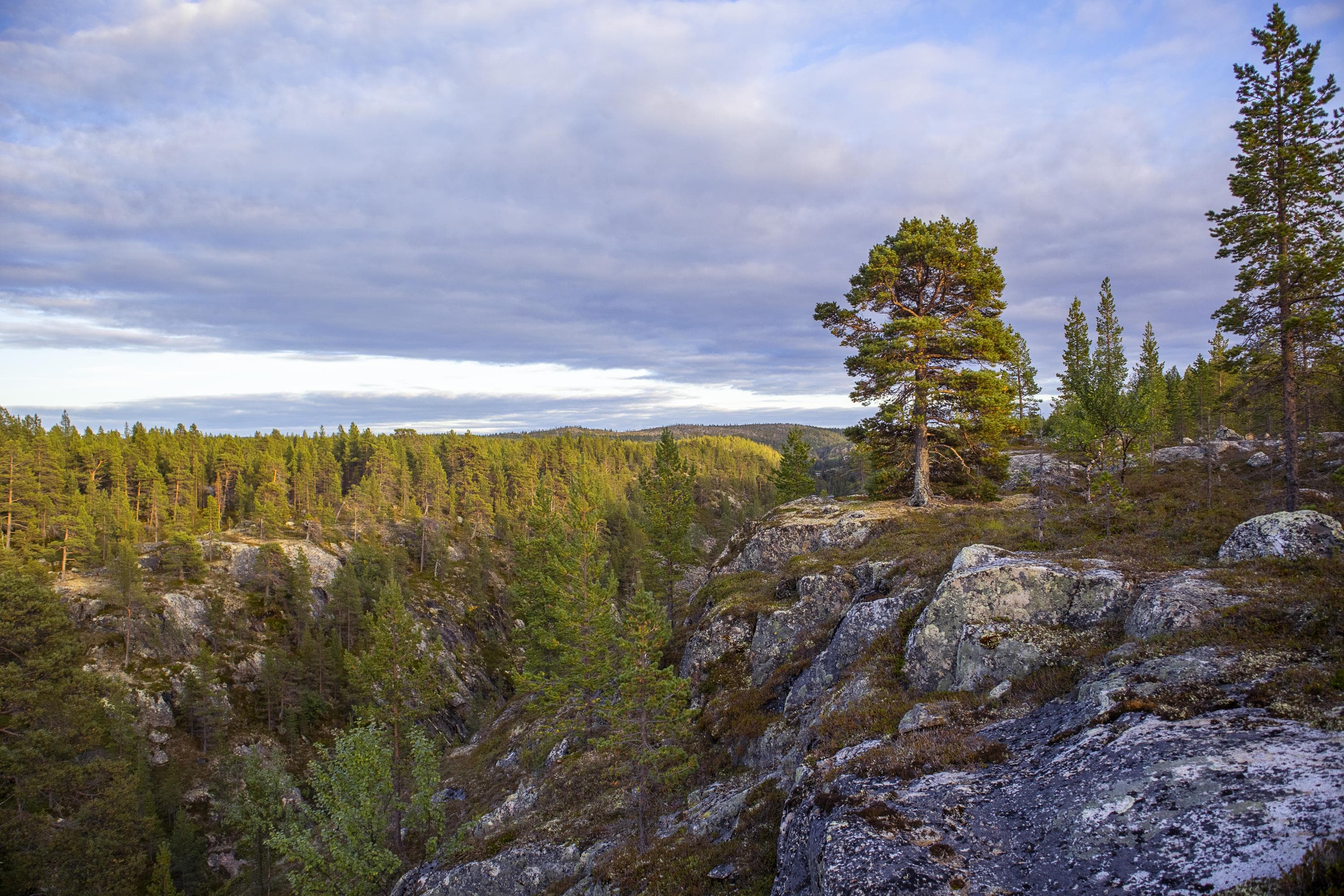 Bild: Anna Pakkanen Klippor och skog i en ravin på sommaren.
