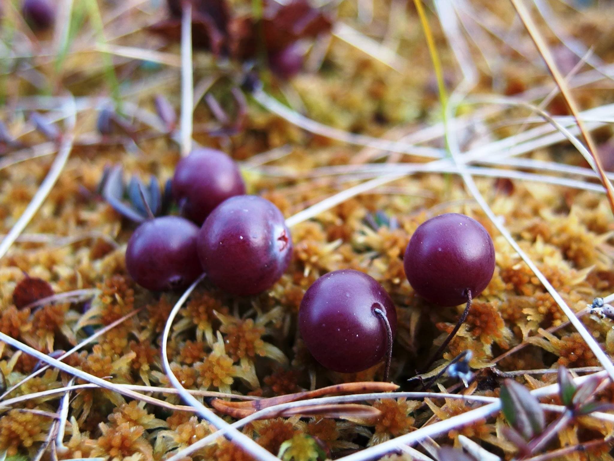 Kuva: Sanna-Mari Kunttu. Karpalot.