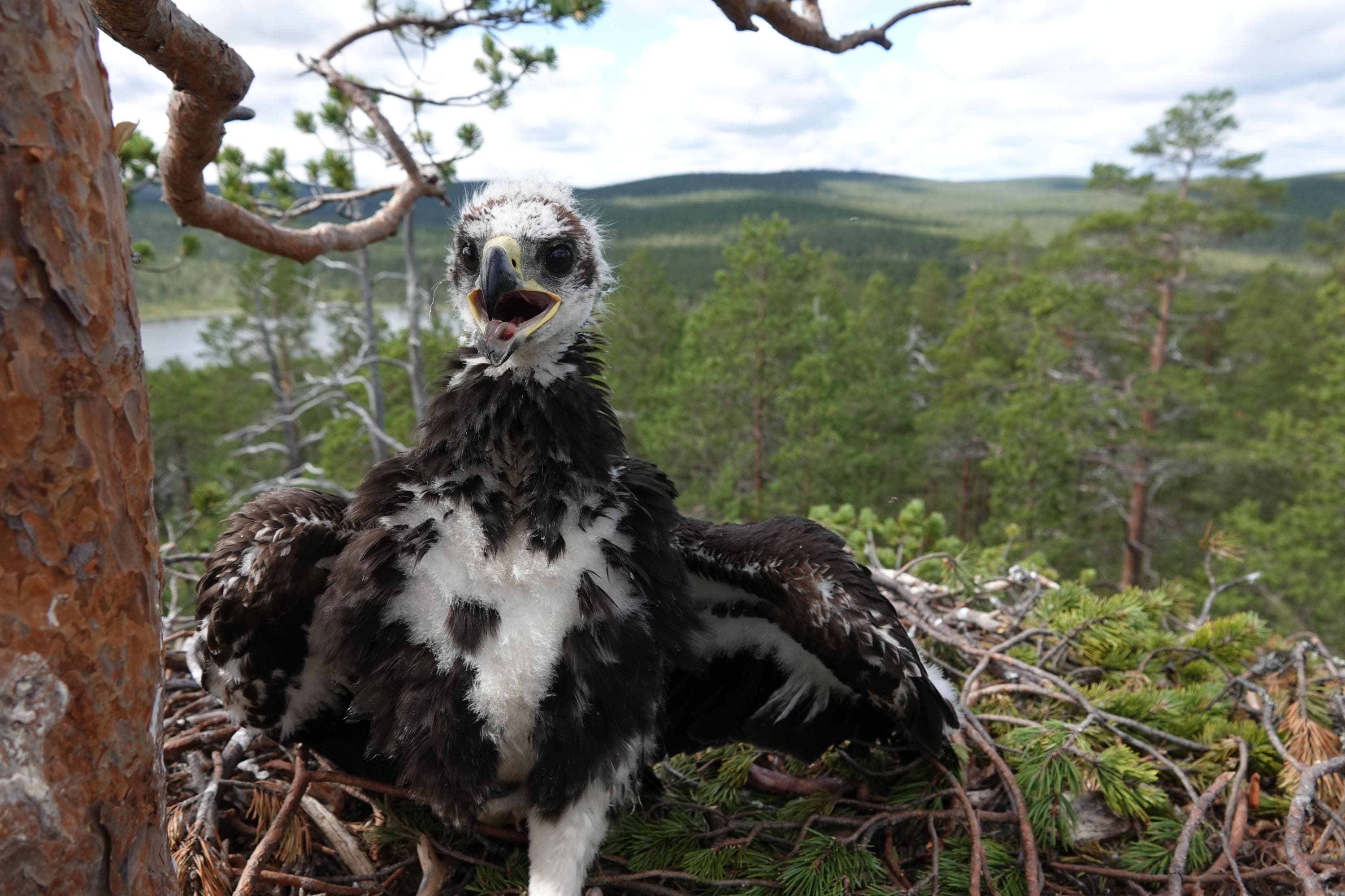 Linnunpoikanen pesässä.