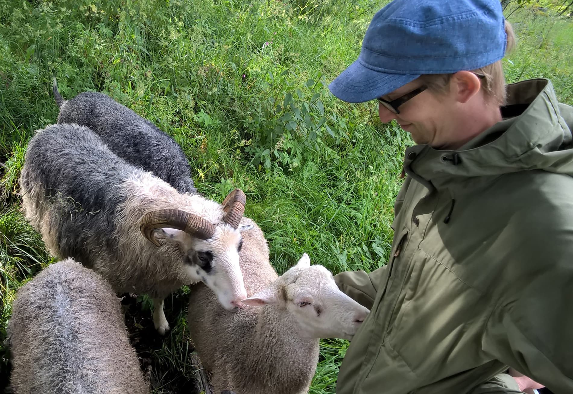 Kuva: Jukka-Pekka Ronkainen Ihminen seisoo kuvan oikealla reunalla ja rapsuttaa lampaita, jotka ovat kuvan vasemmassa reunassa.