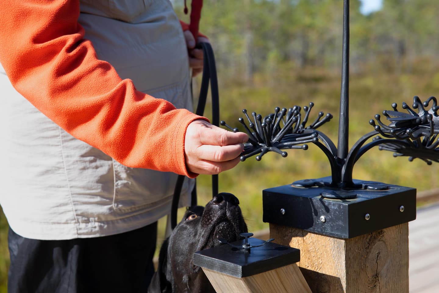 Image: Katri Lehtola A person explores a large wrought iron sundew by touching it.