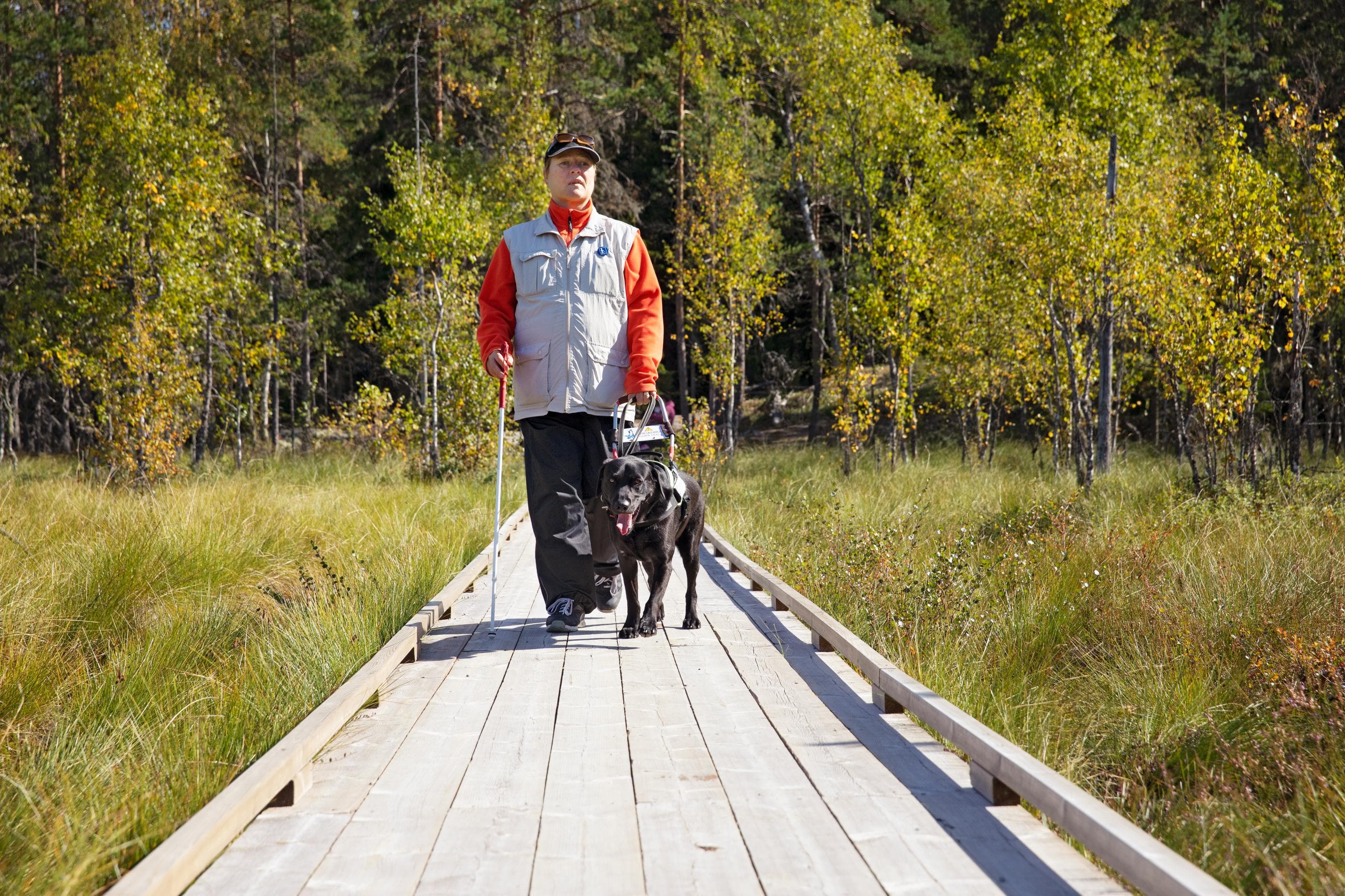 Woman walks with an assistance dob along a wide duckboard.
