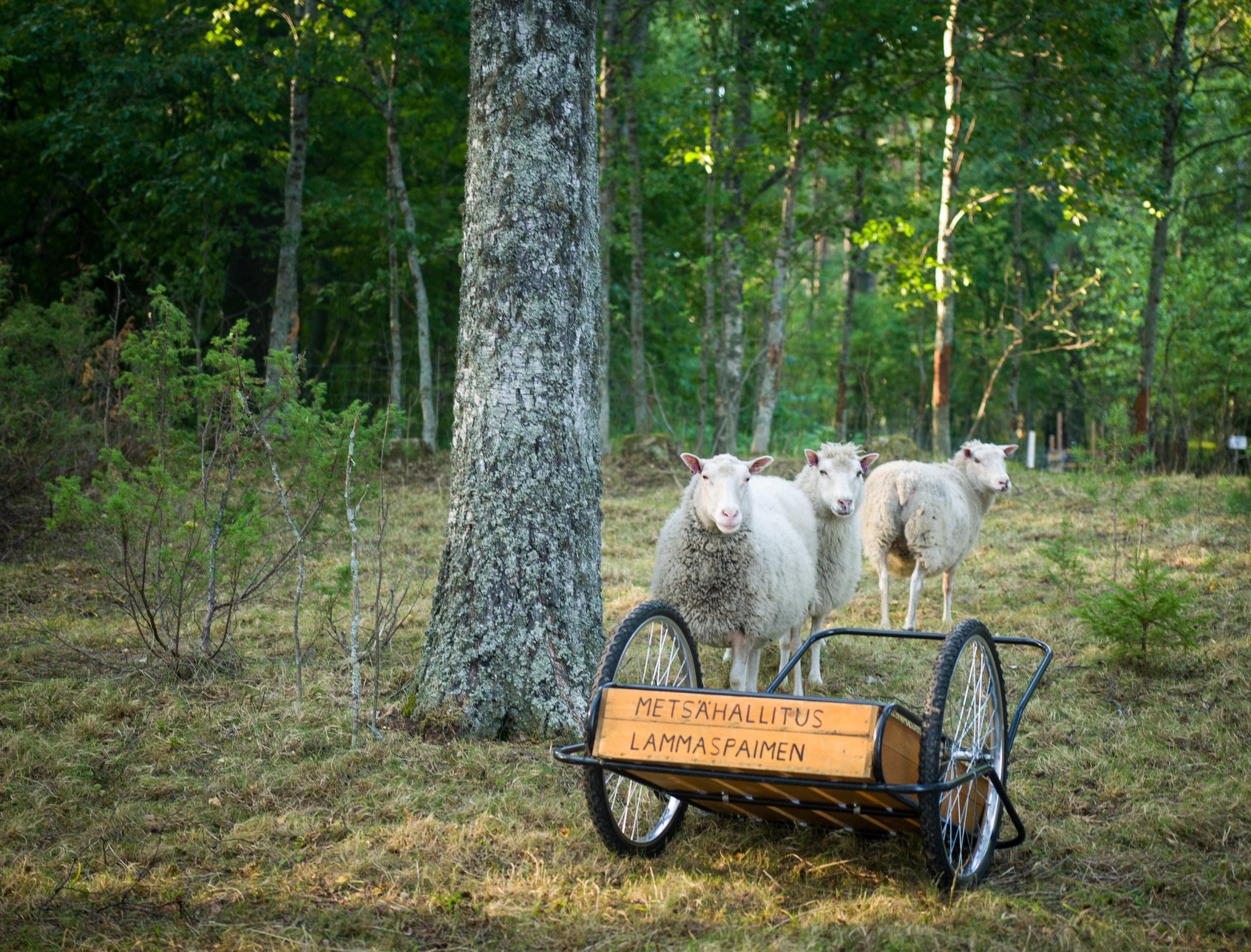 Kuva: Metsähallitus Keskellä kuvaa mänty, jonka vieressä seisoo lammas. Lampaan edessä on maitokärryt. Taustalla metsää.