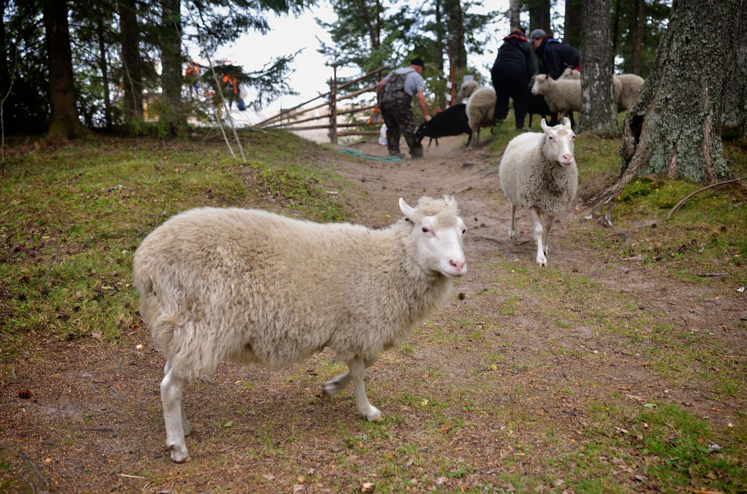 Kuva: Metsähallitus Keskellä edessä lammas, taustalla lammas ja metsämaisemaa.