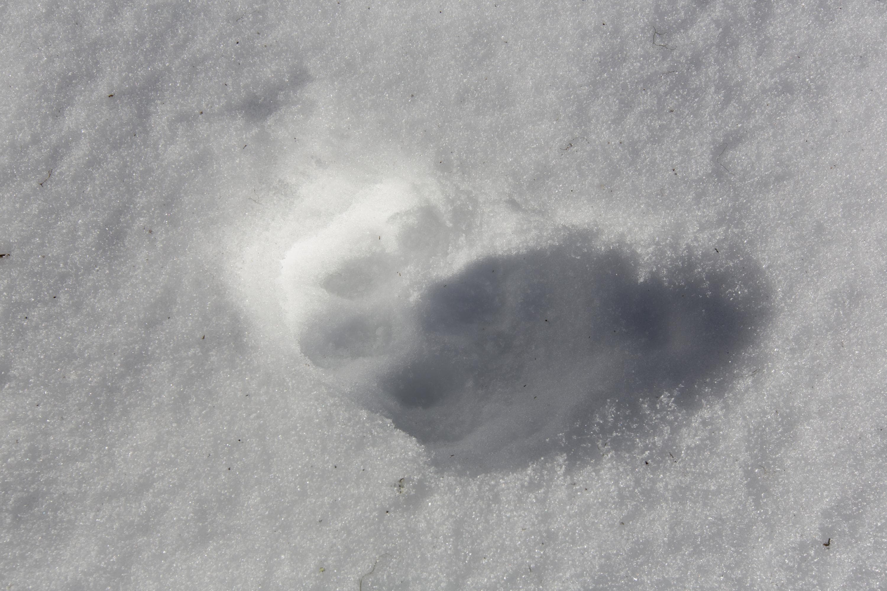 Kuva: Hannu Huttu Ilveksen jälki hangella.