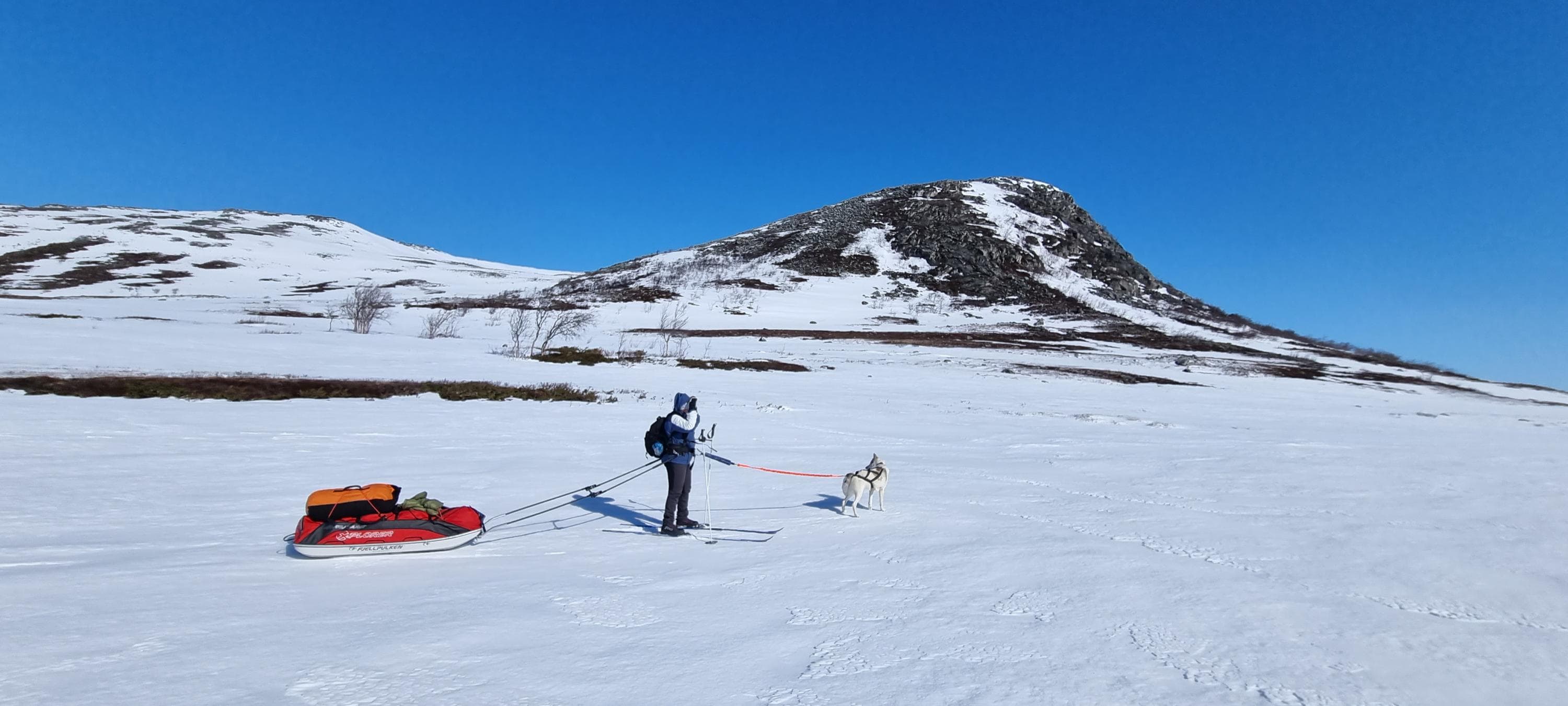 Image: Annu Tuohiluoto A skier with a pulka and a dog, with a fell in the background.