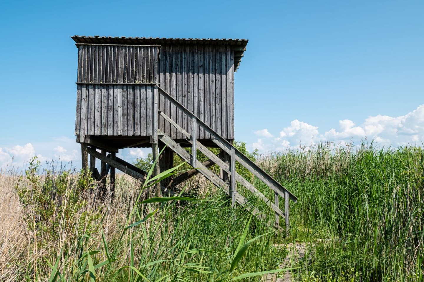Image: Ismo Lampi A weathered birdwatching tower surrounded by tall yellow and green reeds.