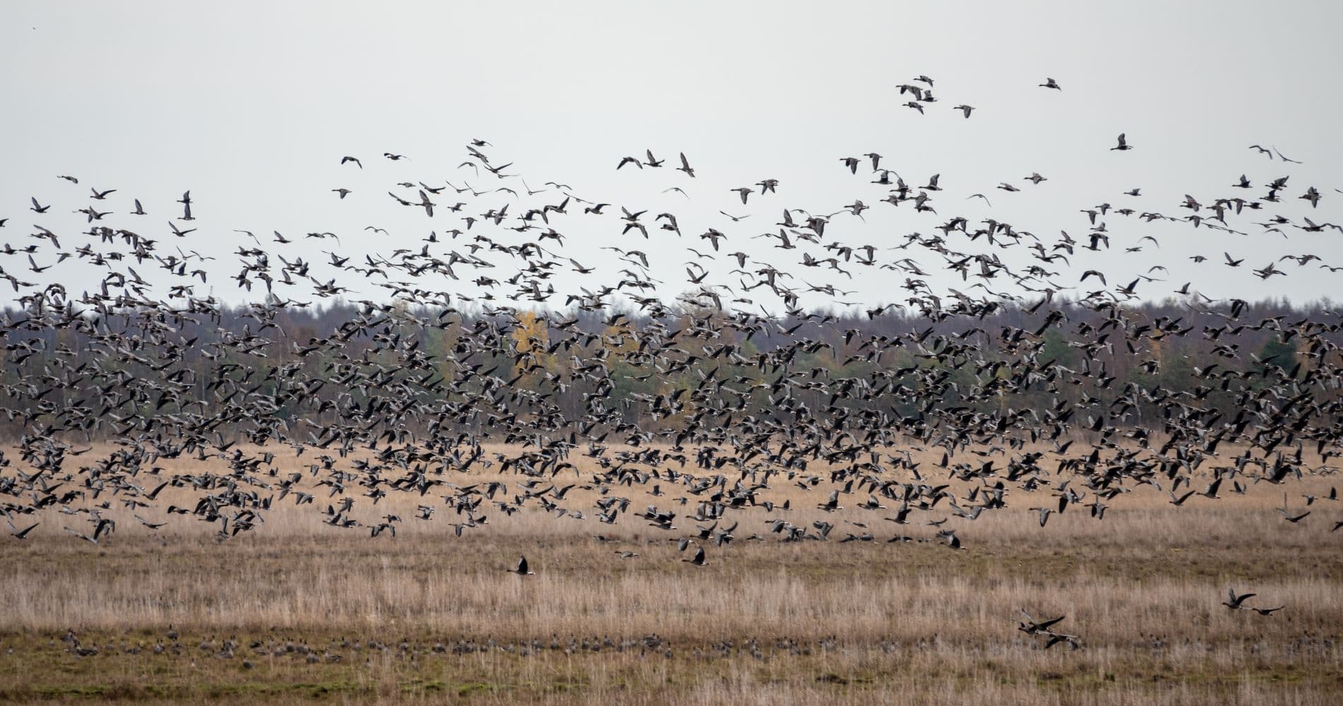 Bild: Ismo Lampi En stor gåsflock i flykt över strandängen.