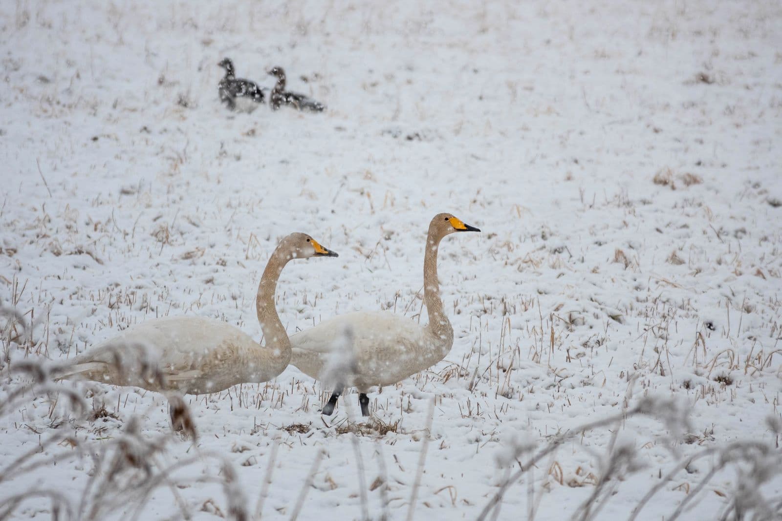 Bild: Ismo Lampi Två svanar i snöblandat regn på en snötäckt åker.