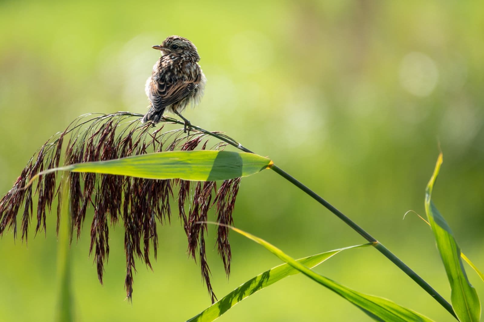 Bild: Ismo Lampi En fågelunge som sitter högt på ett grässtrå. Gräset böjer sig under fågelns vikt.