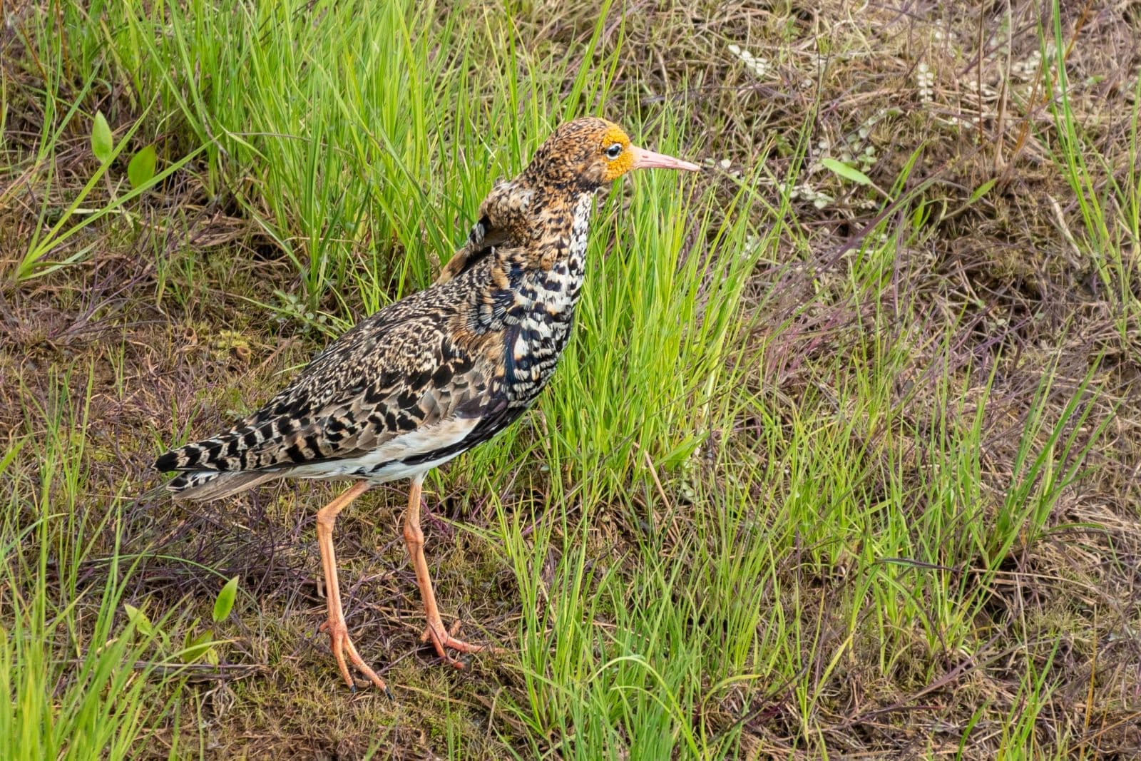 Bild: Ismo Lampi En brokig fågel med orangefärgade ben.