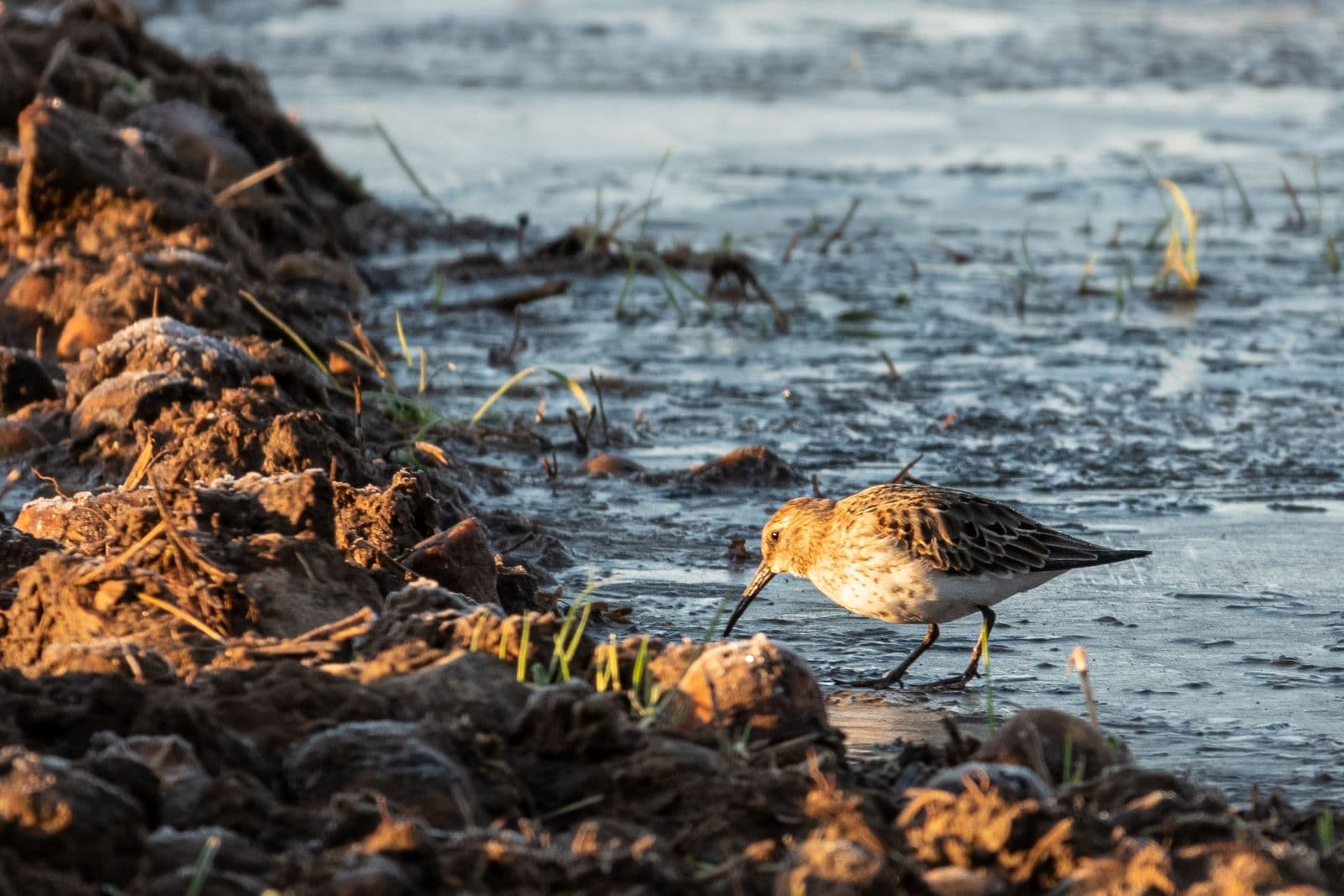 Bild: Ismo Lampi En liten vadare med lång näbb på en frusen åker.