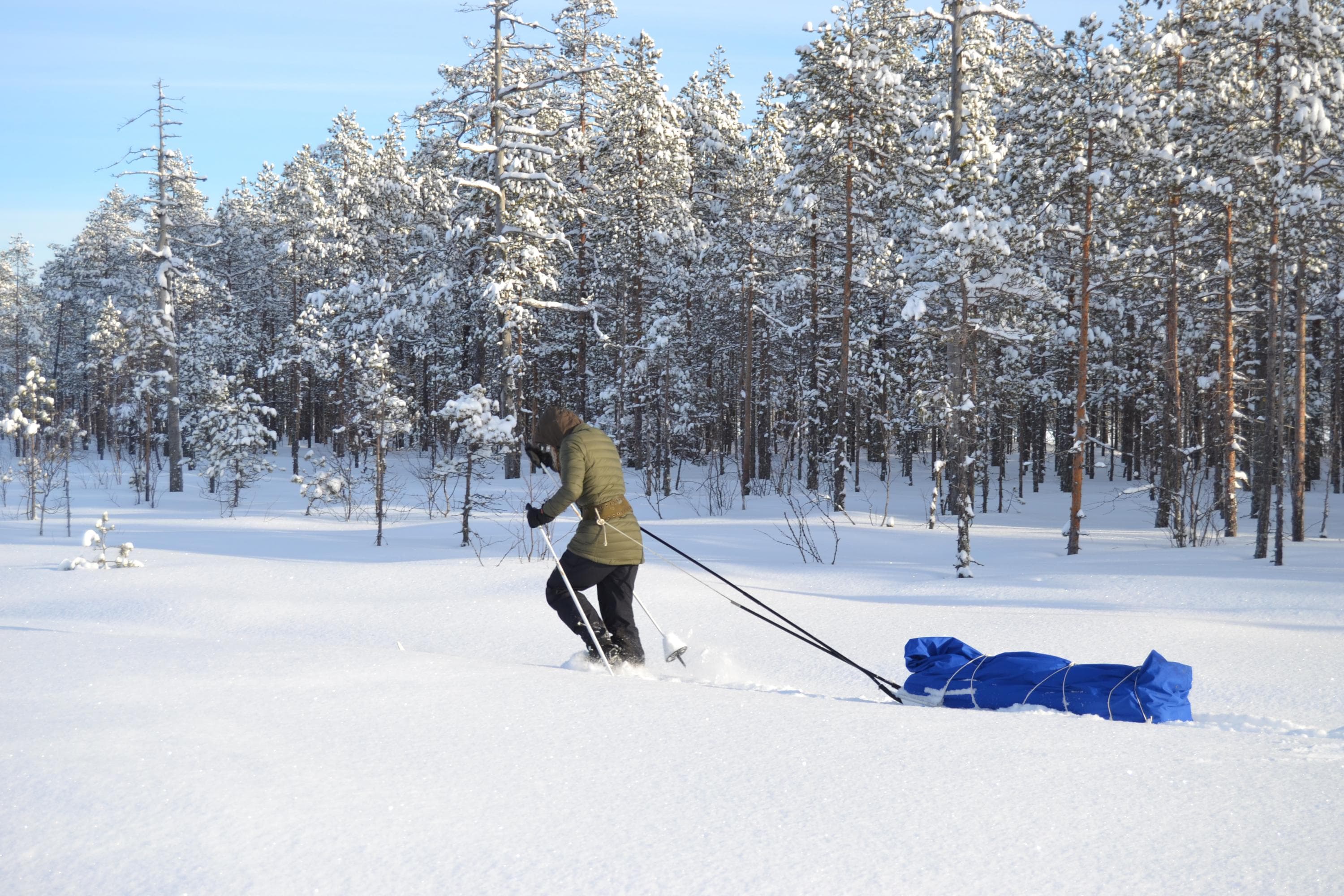 Image: Heidi Kilpeläinen The hiker skis through deep snow on the bog. She pulls a sled behind her.